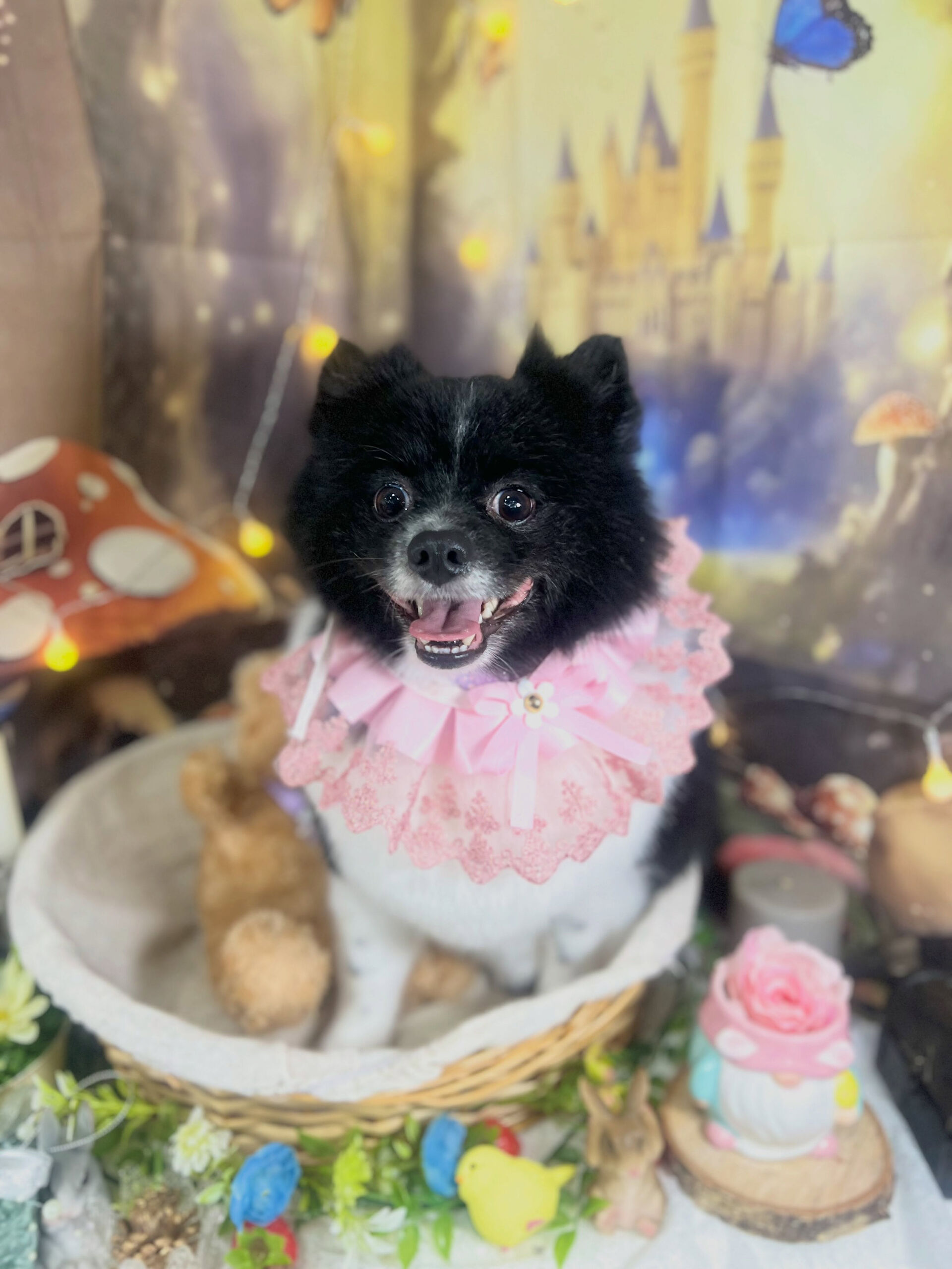 来店いただいた、ポメラニアンのだいふくくんです🐶✨
