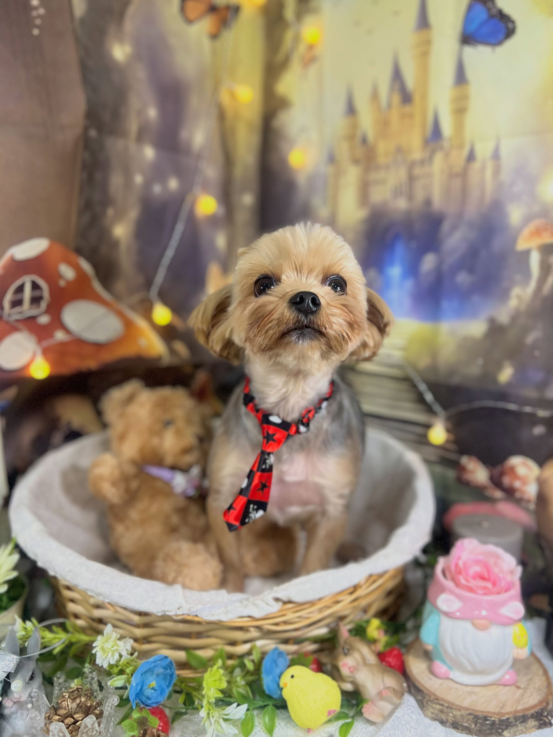 来店いただいた、ヨーキーのつむぐくんです🐶✨