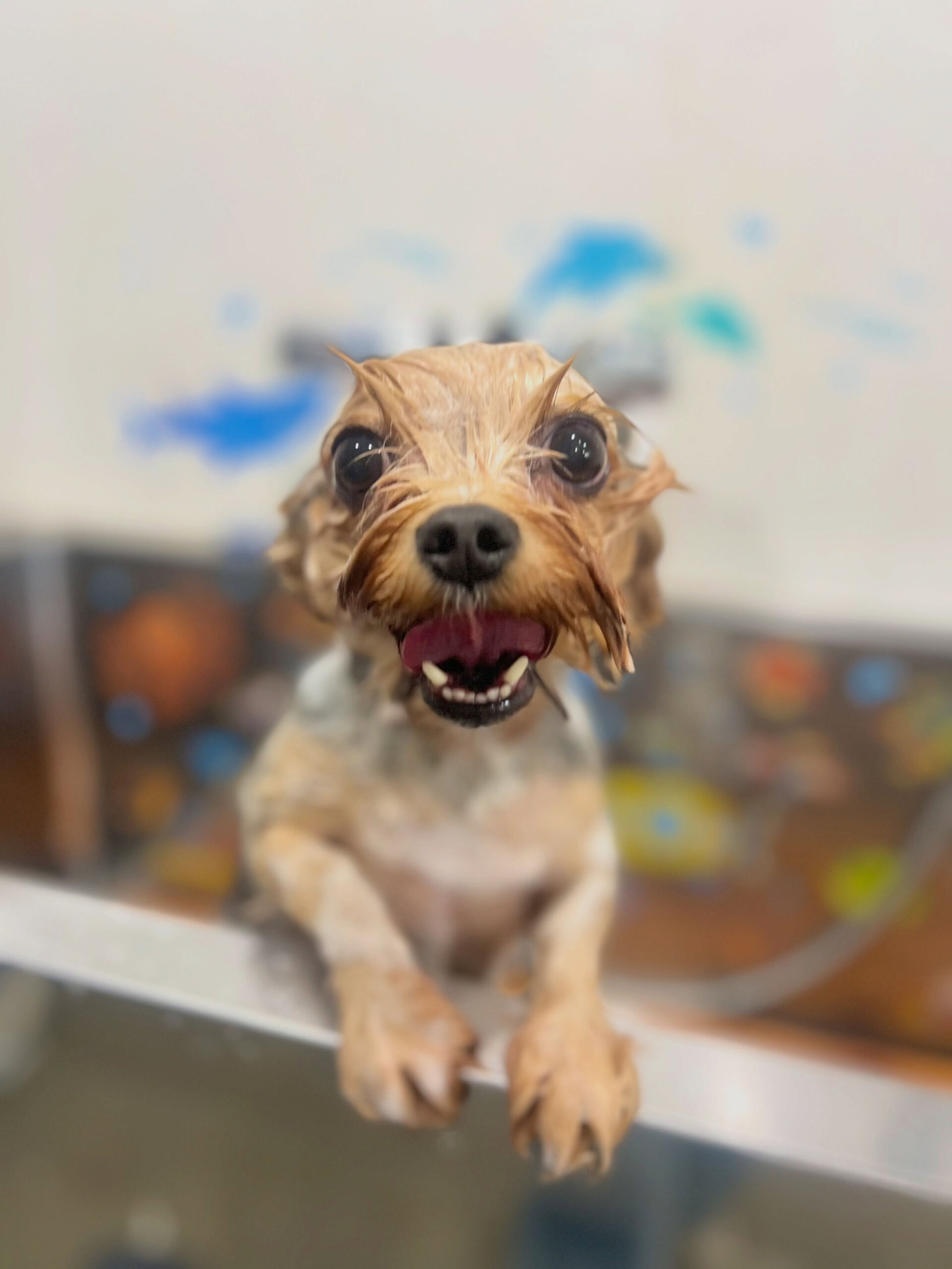 来店いただいた、ヨーキーのつむぐくんです🐶✨