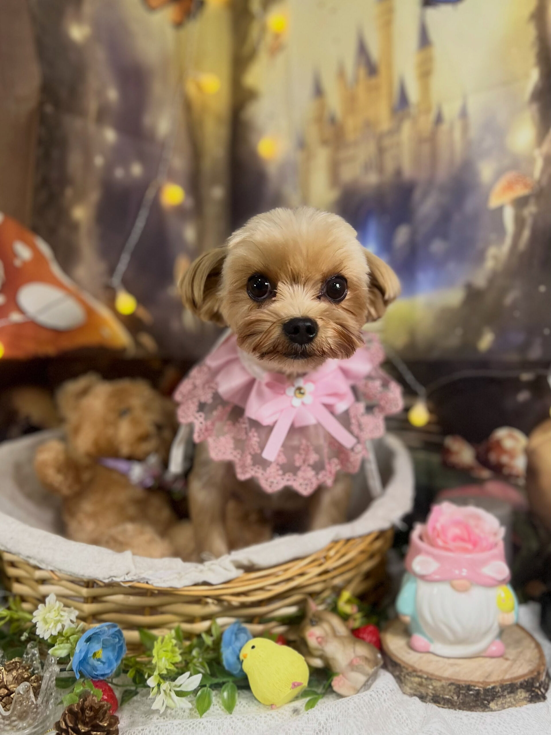 来店いただいた、ヨーキーのつむぐくんです🐶✨