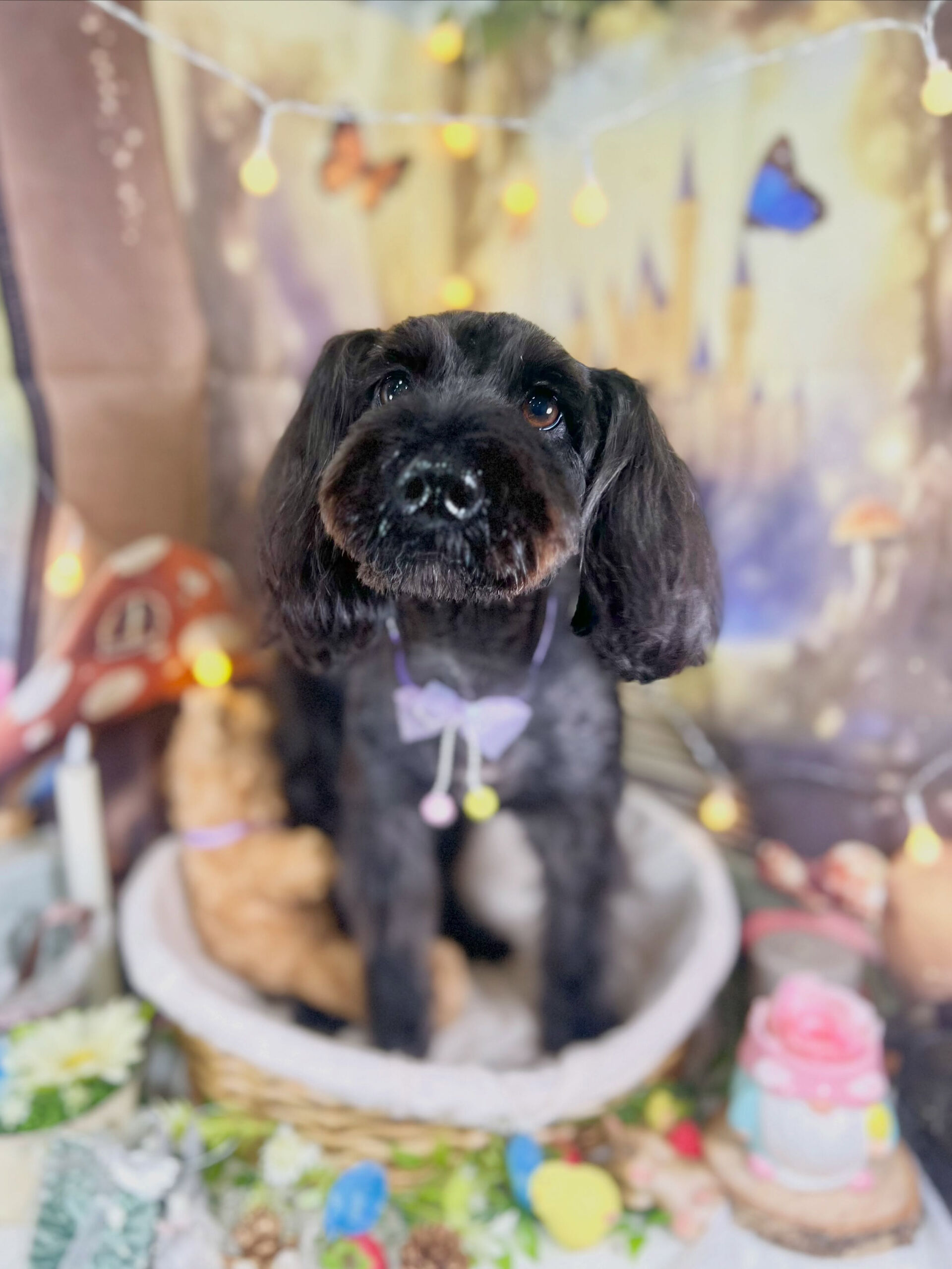 来店いただいた、シュナプーのらむちゃんです🐶✨
