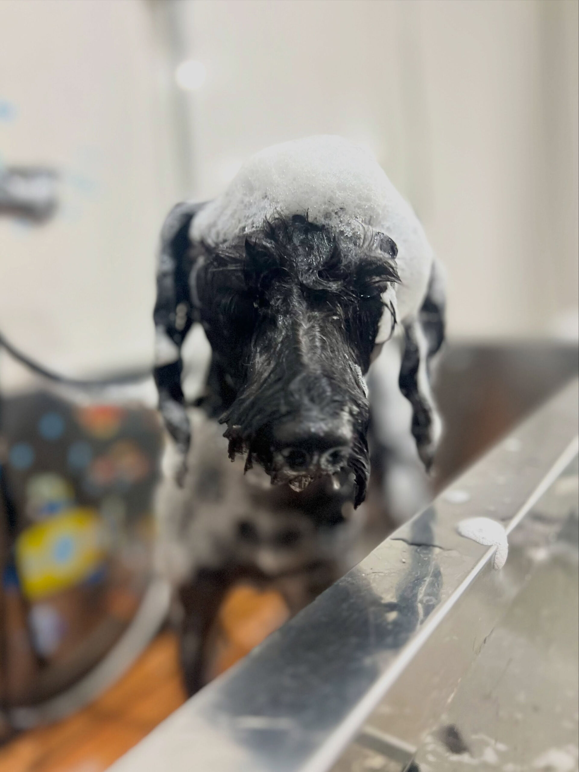 来店いただいた、シュナプーのらむちゃんです🐶✨