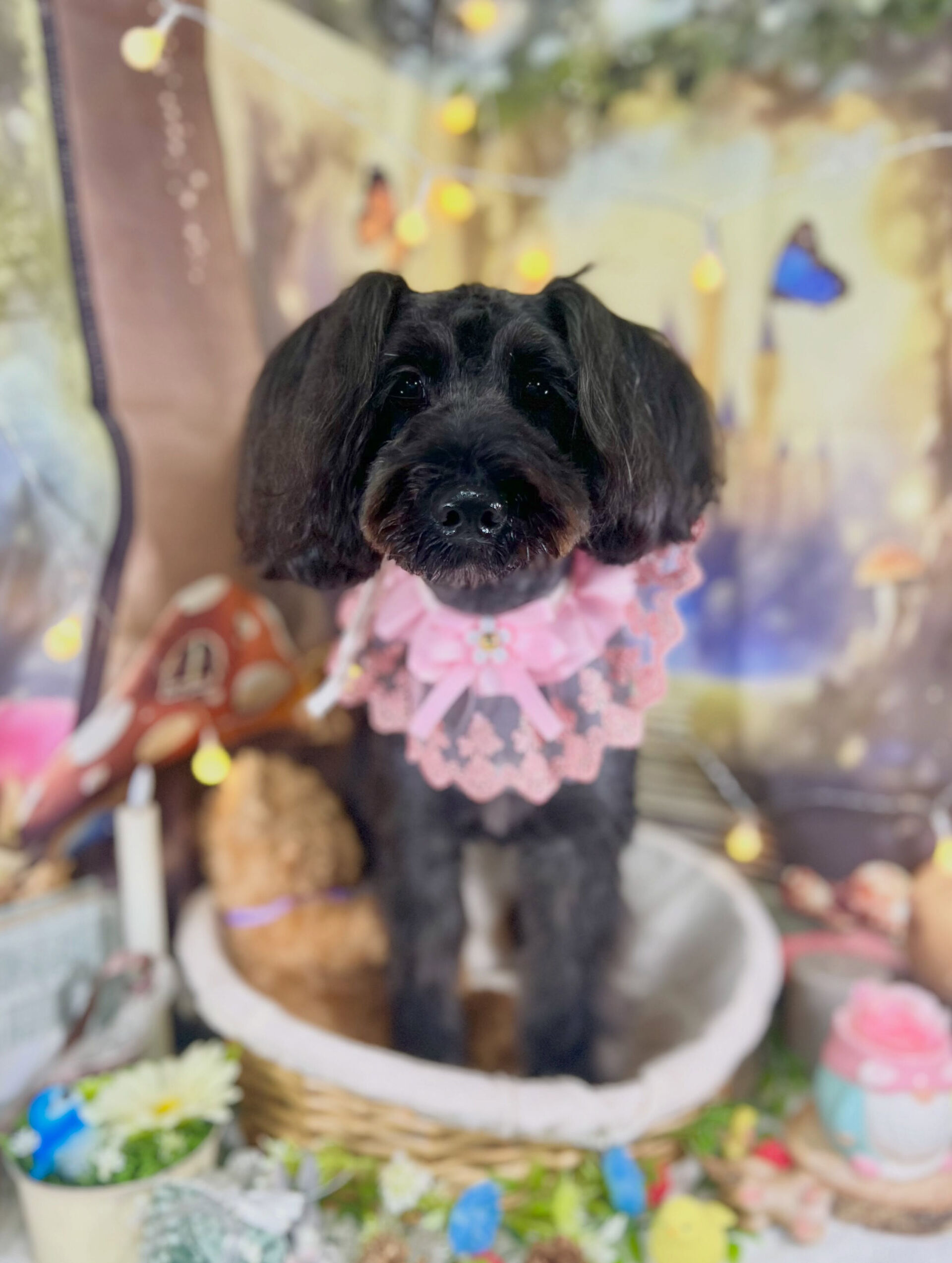 来店いただいた、シュナプーのらむちゃんです🐶✨