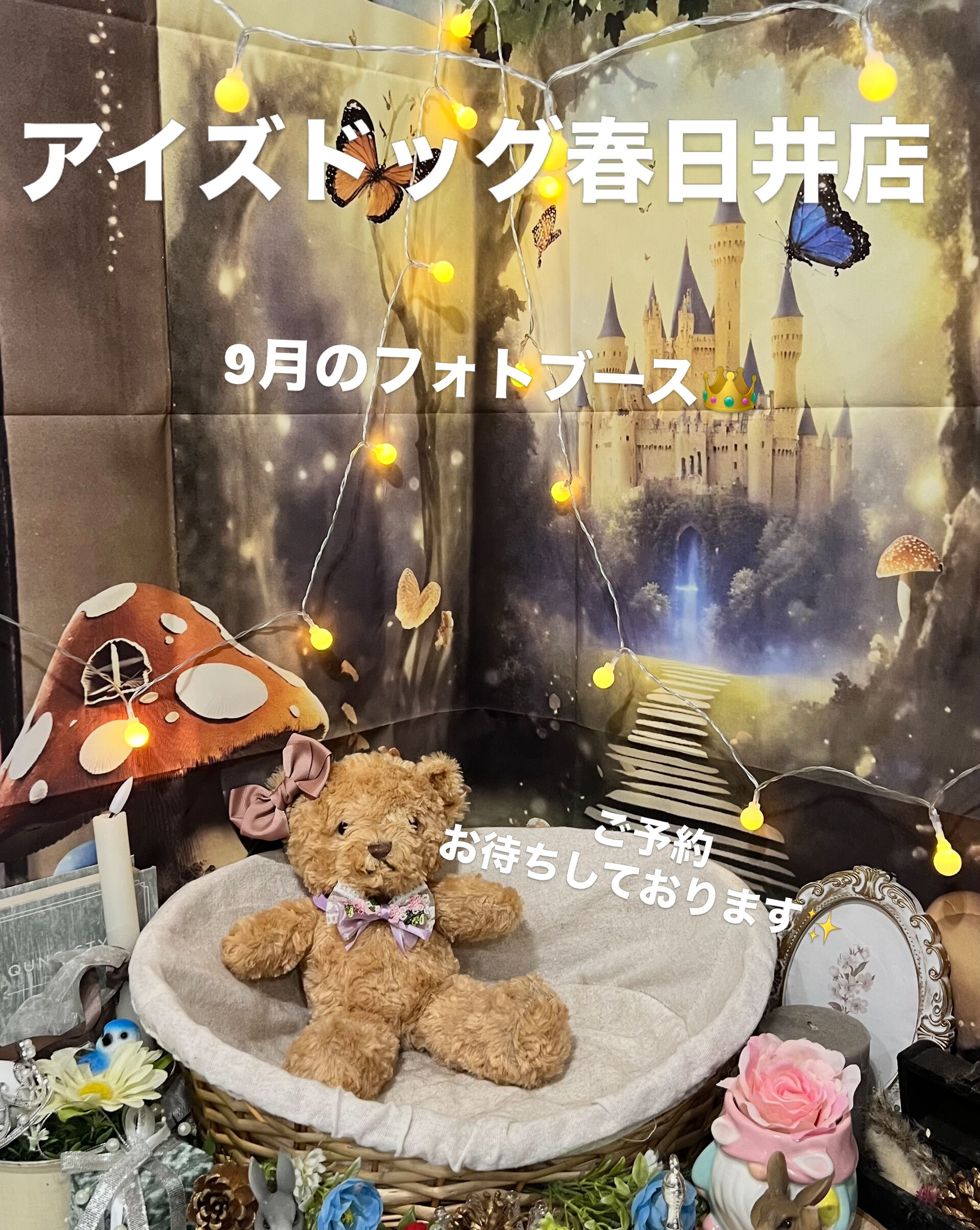📢【トリミング空き枠のご案内】✂️✨