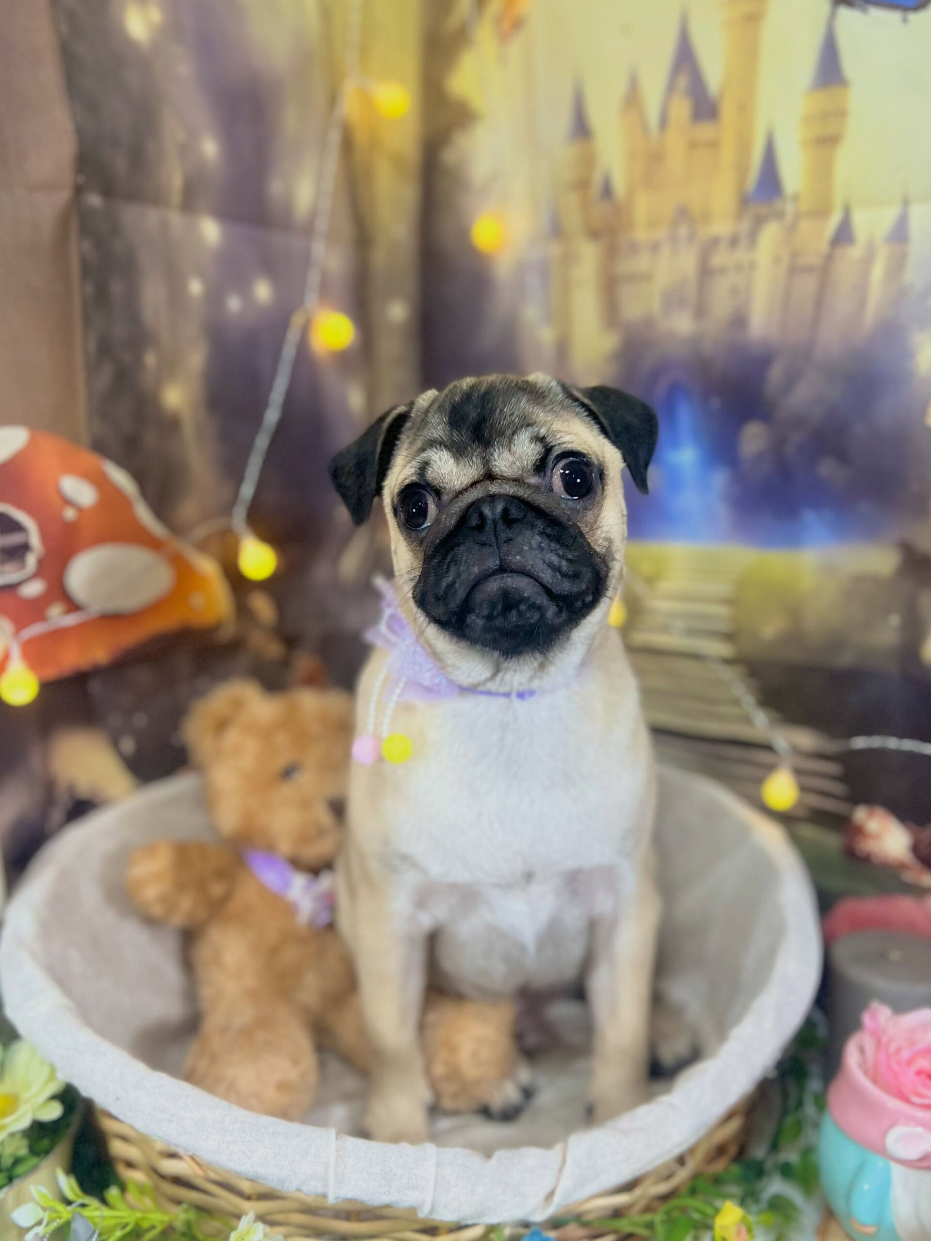 来店いただいた、パグのタロウくんです🐶✨