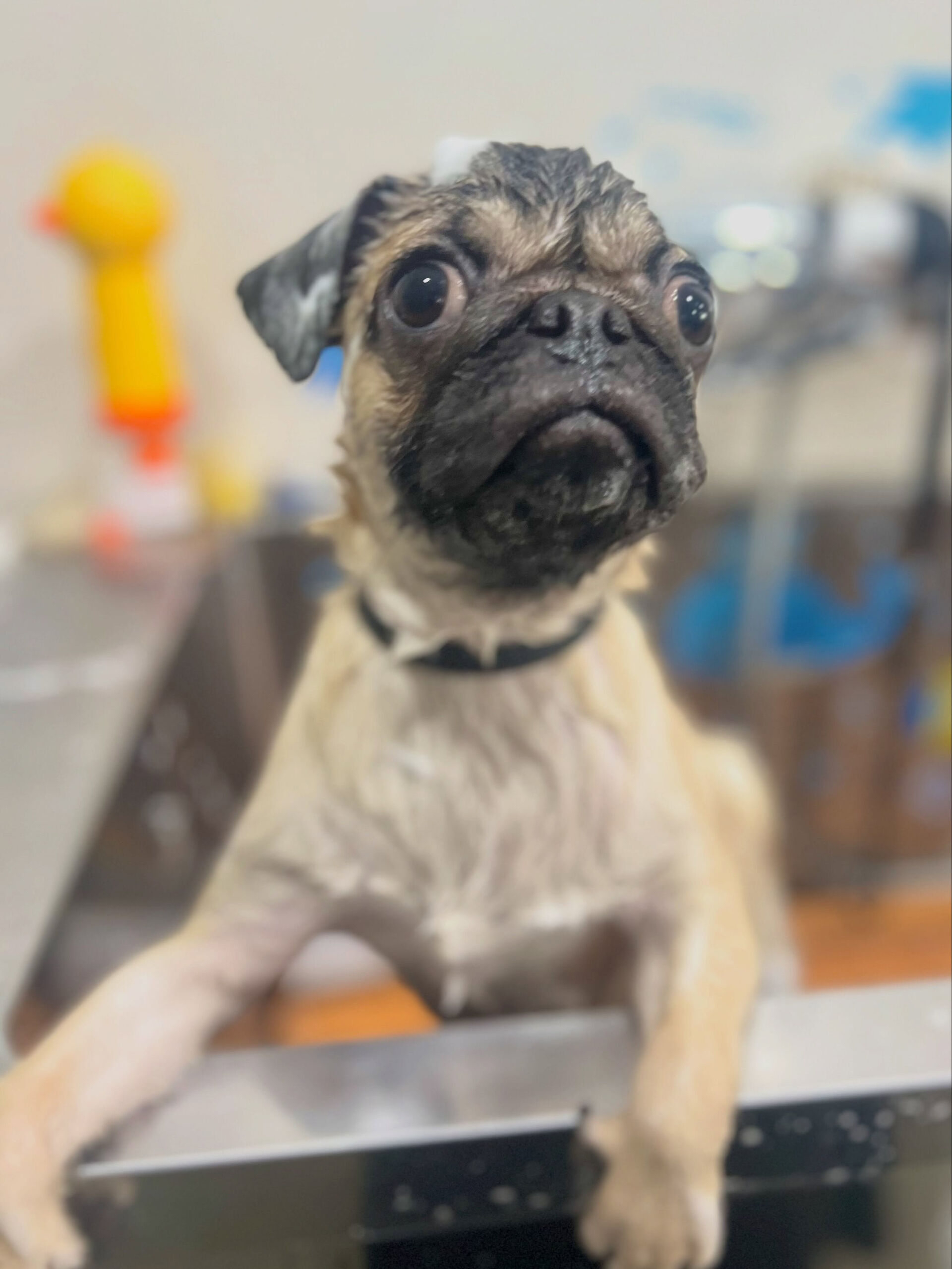 来店いただいた、パグのタロウくんです🐶✨