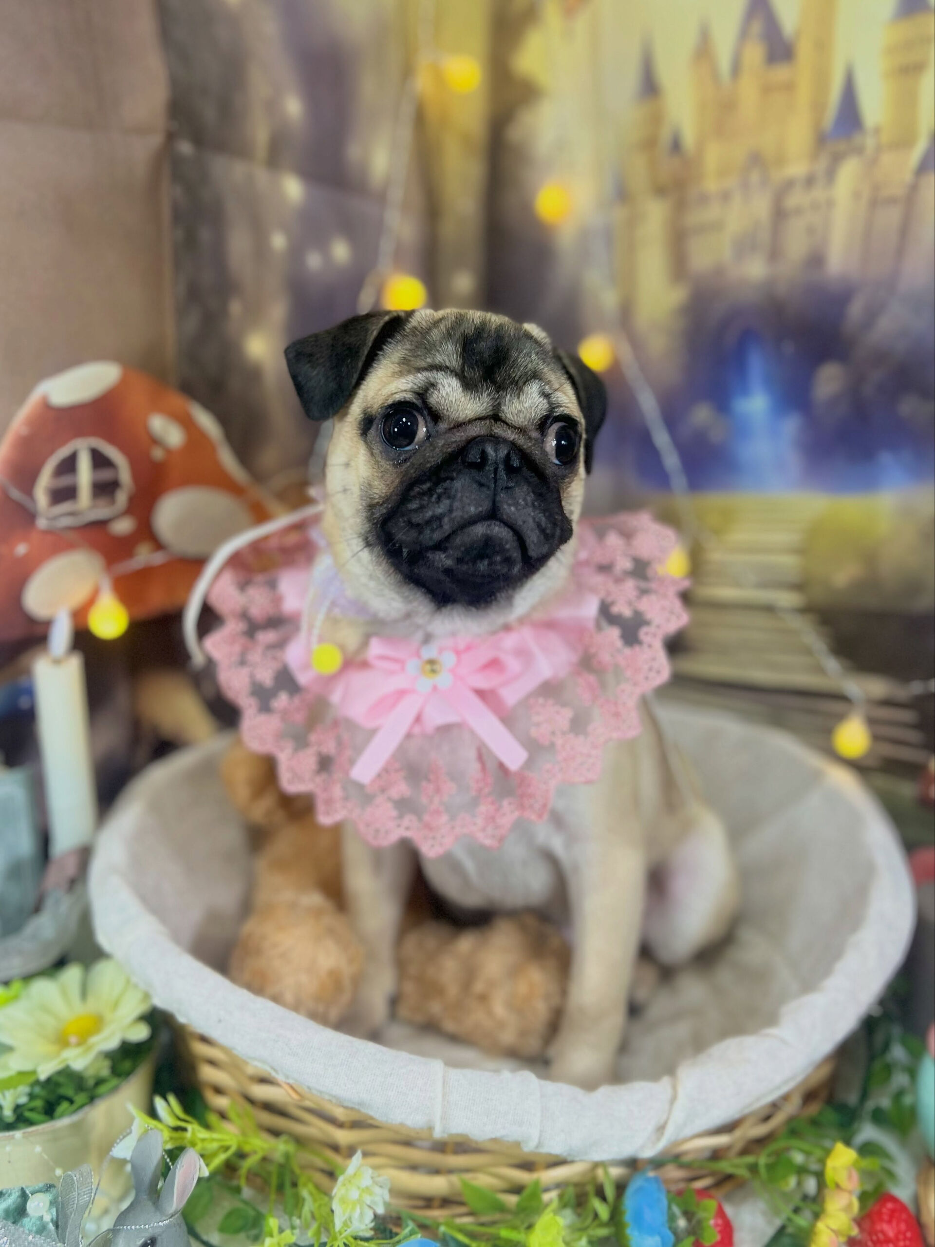 来店いただいた、パグのタロウくんです🐶✨