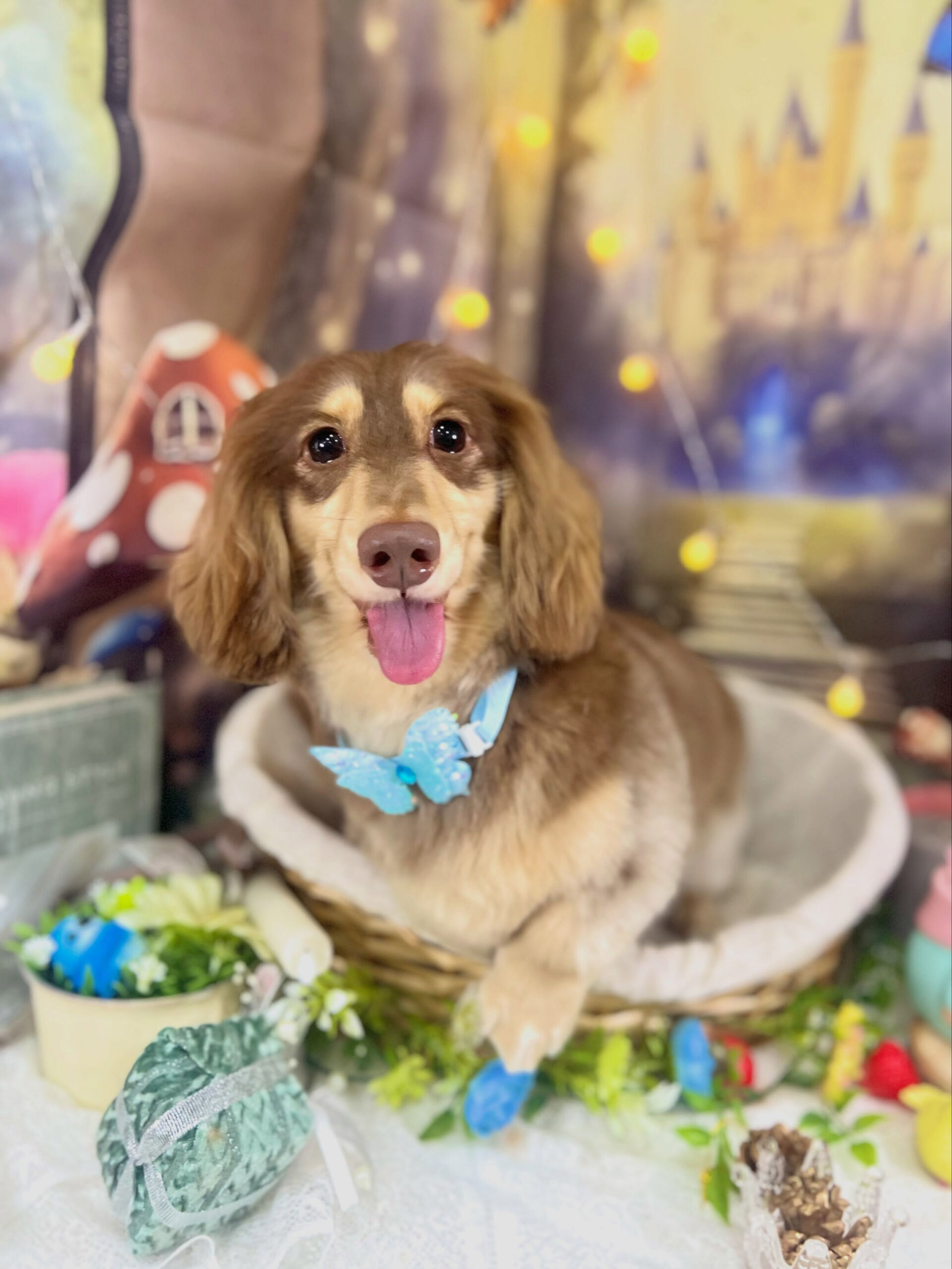 来店いただいた、ダックスの勝くんです🐶✨