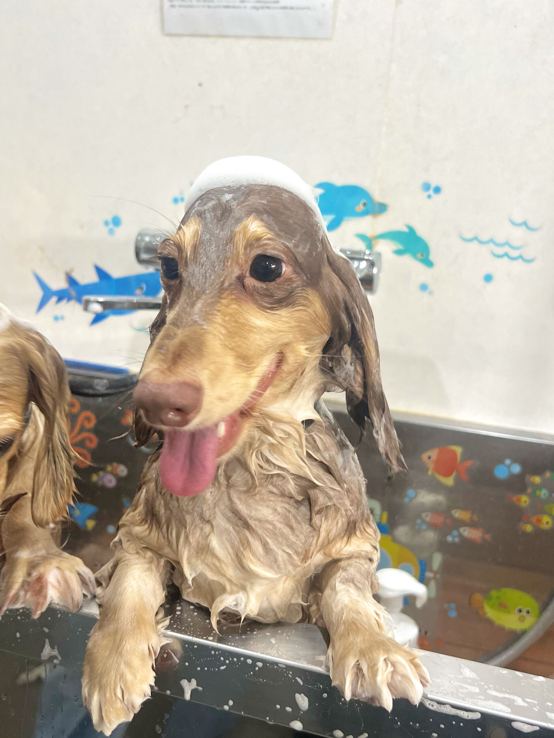 来店いただいた、ダックスの勝くんです🐶✨