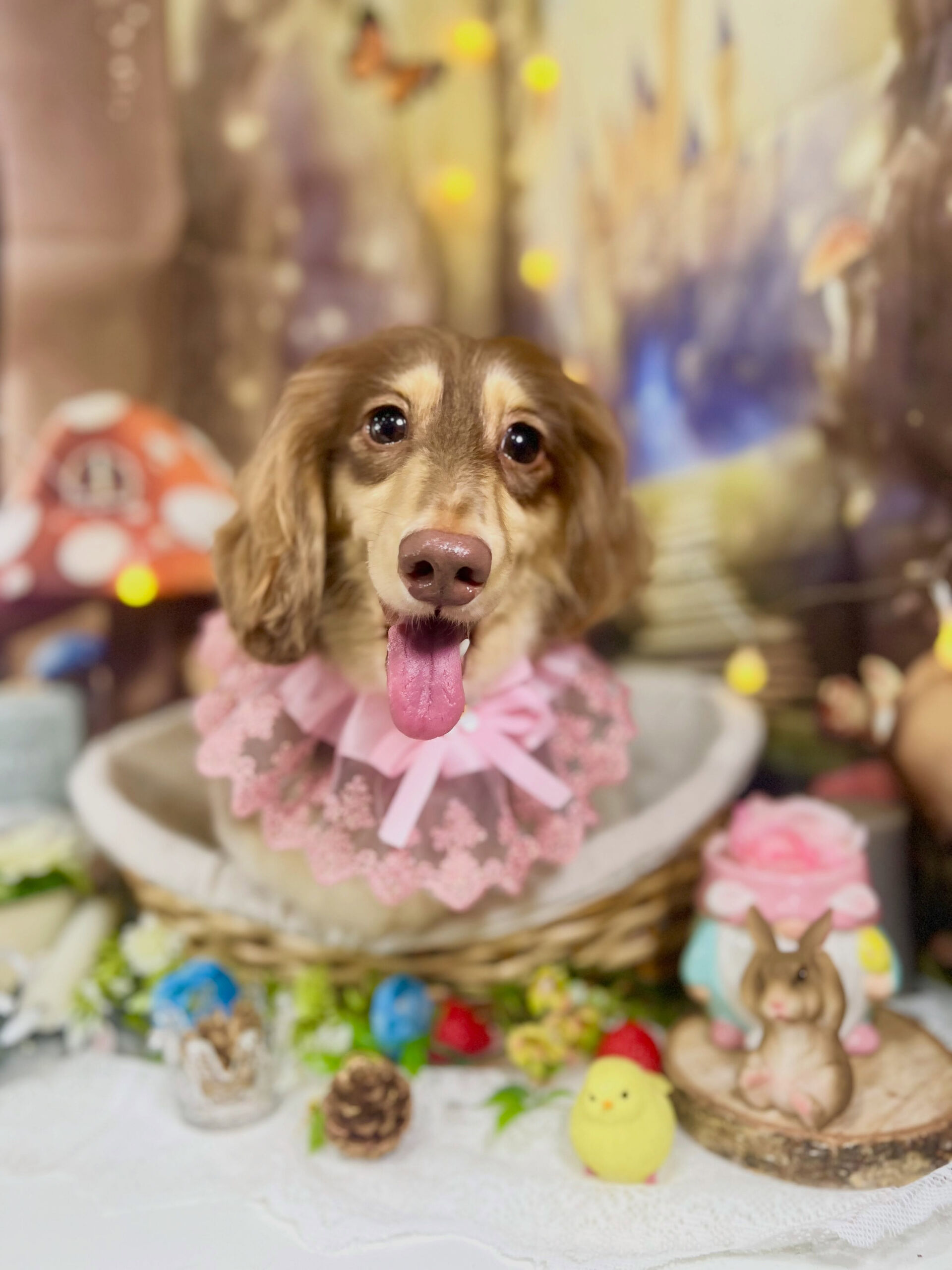 来店いただいた、ダックスの勝くんです🐶✨