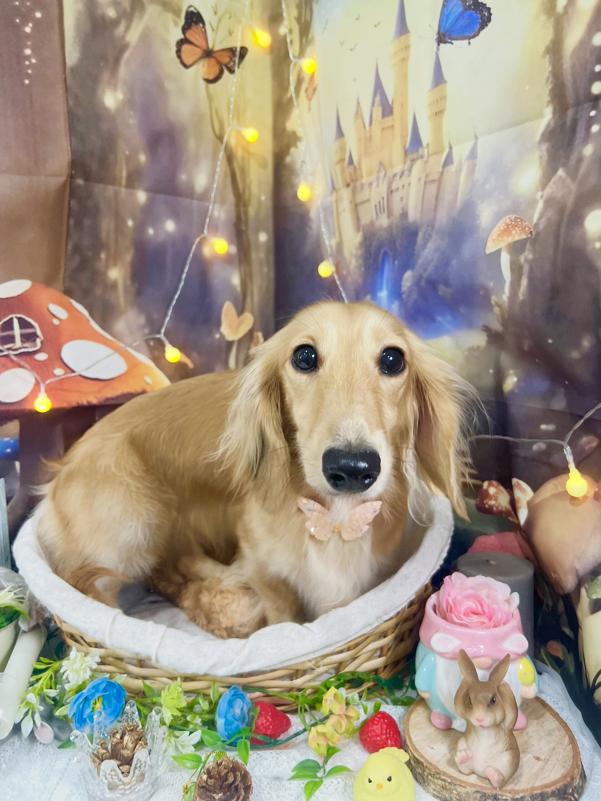 来店いただいた、ダックスの風ちゃんです🐶✨
