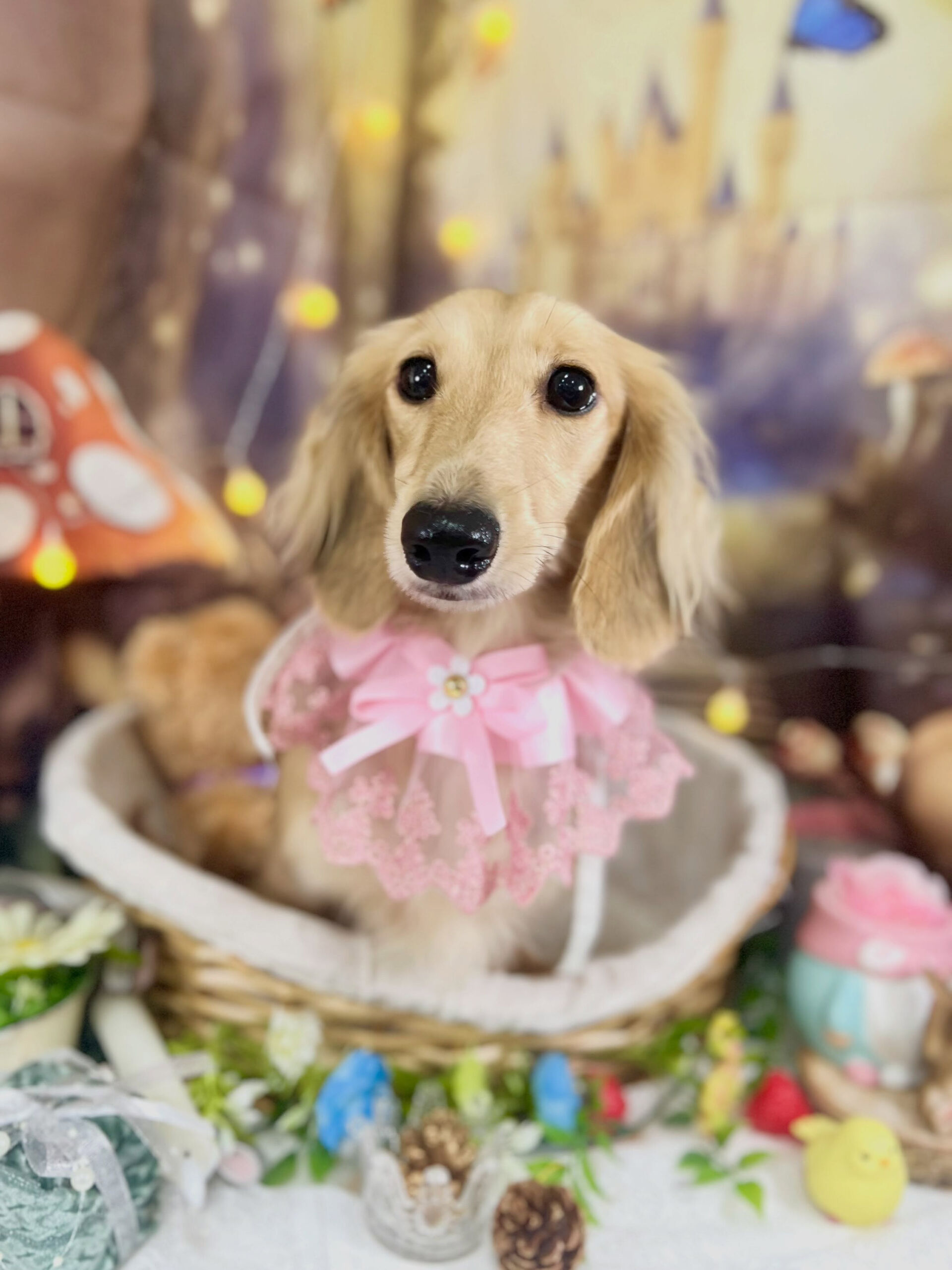 来店いただいた、ダックスの風ちゃんです🐶✨
