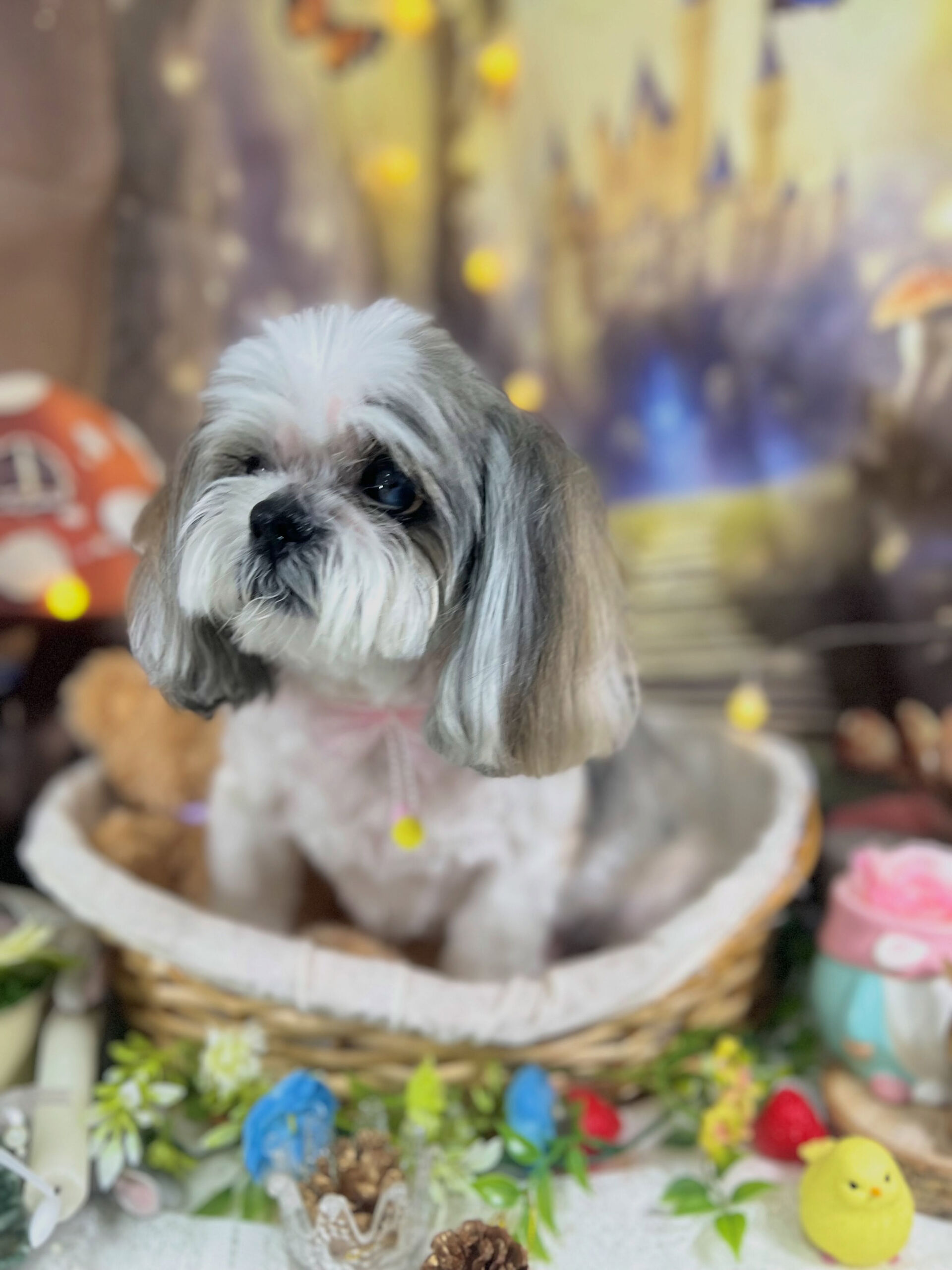 来店いただいた、シーズーのココアちゃんです🐶✨