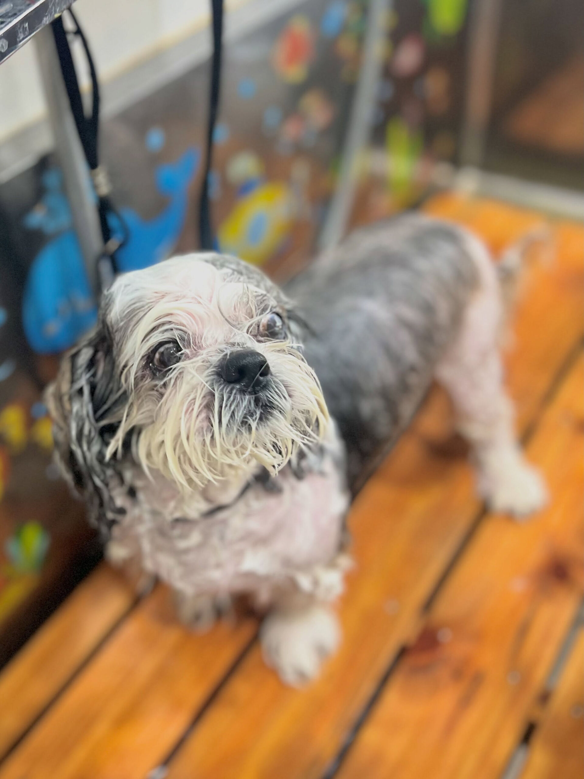 来店いただいた、シーズーのココアちゃんです🐶✨