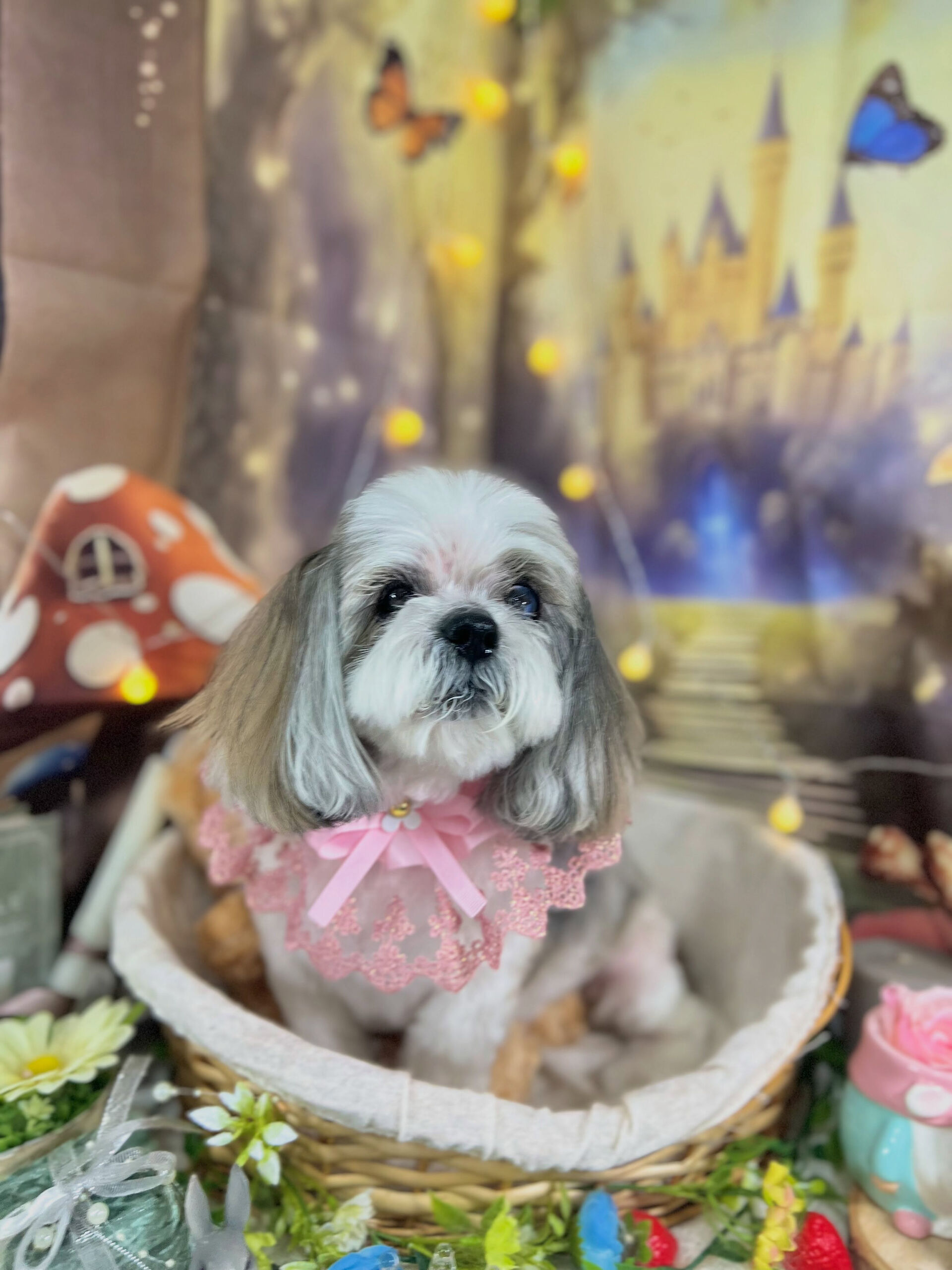 来店いただいた、シーズーのココアちゃんです🐶✨