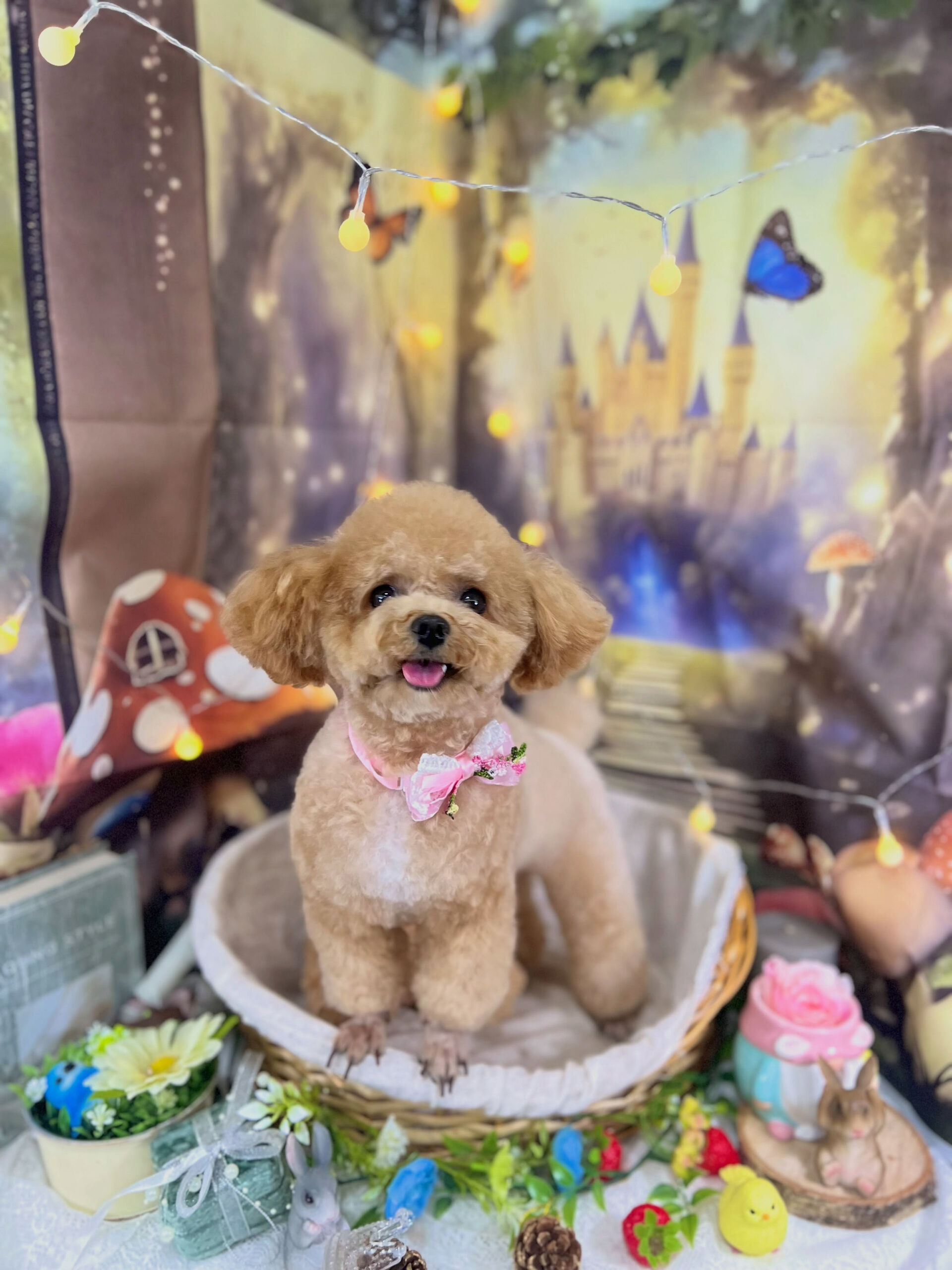 来店いただいた、トイプードルのエミちゃんです🐶✨