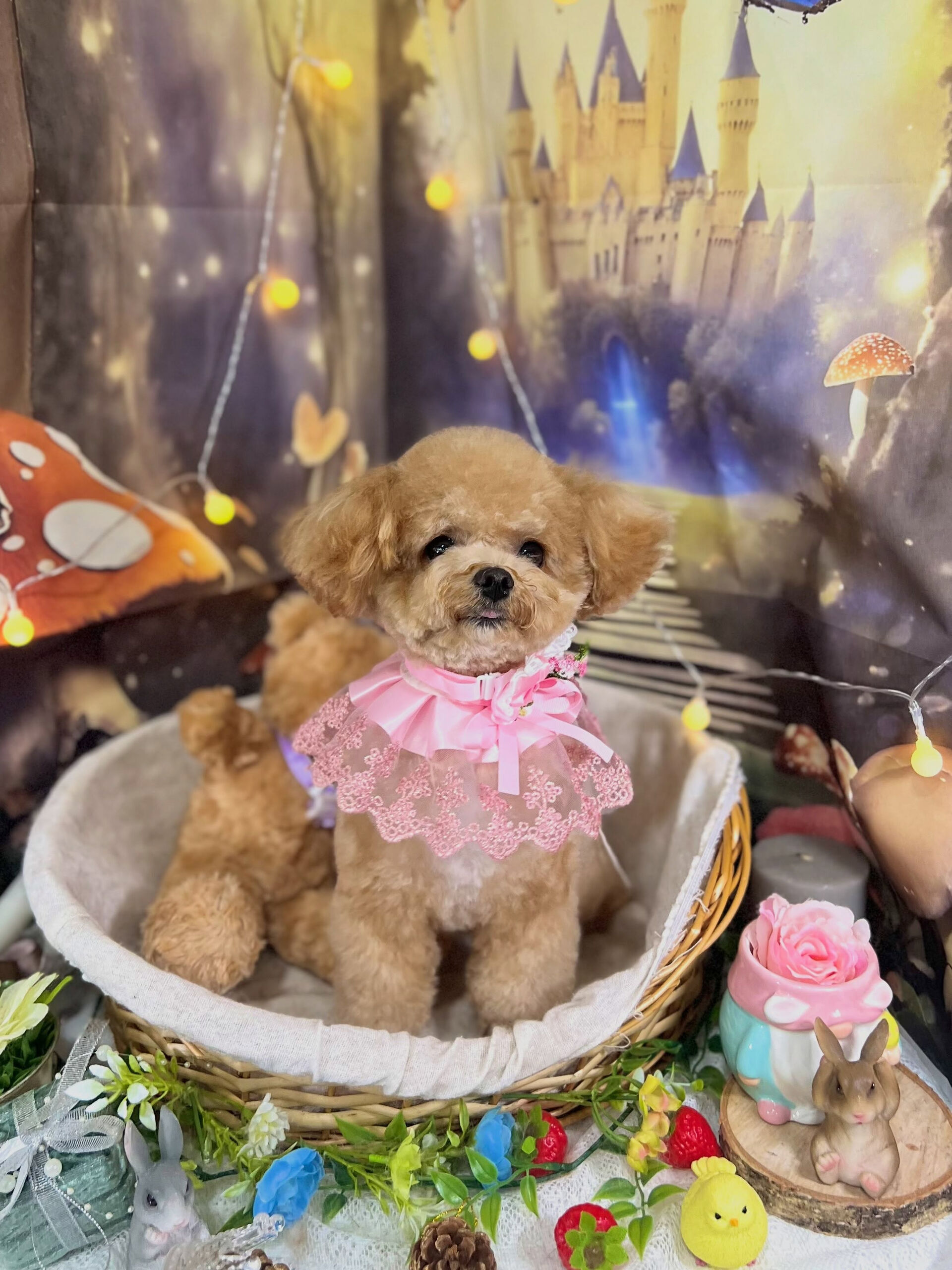 来店いただいた、トイプードルのエミちゃんです🐶✨