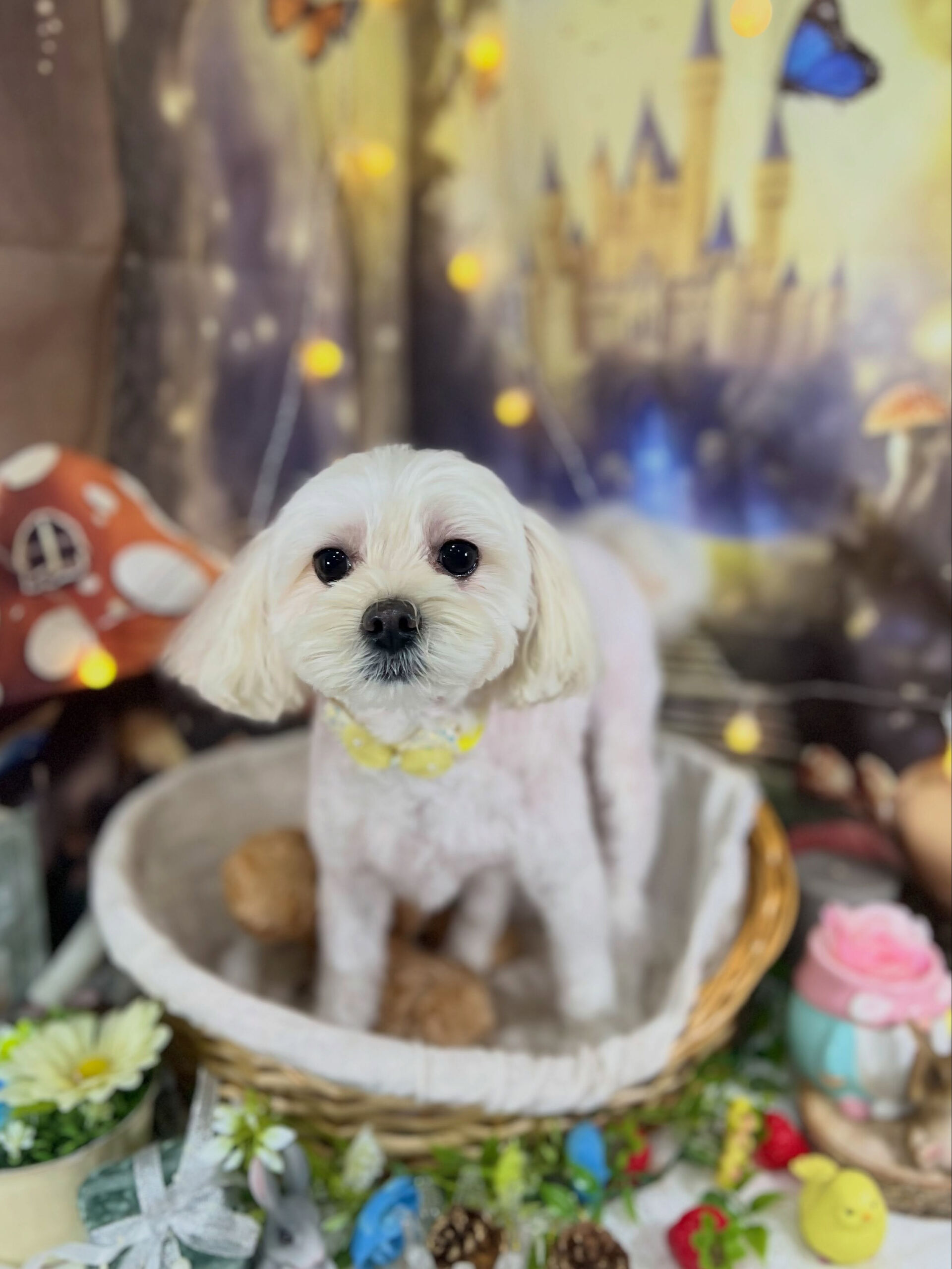 来店いただいた、マルプーの天ちゃんです🐶✨