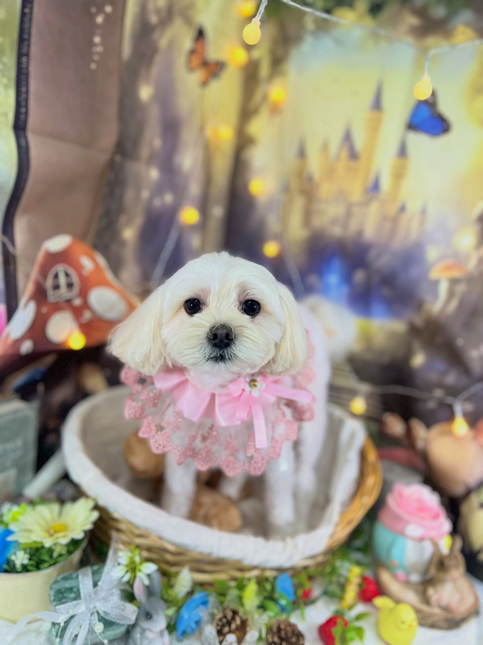 来店いただいた、マルプーの天ちゃんです🐶✨