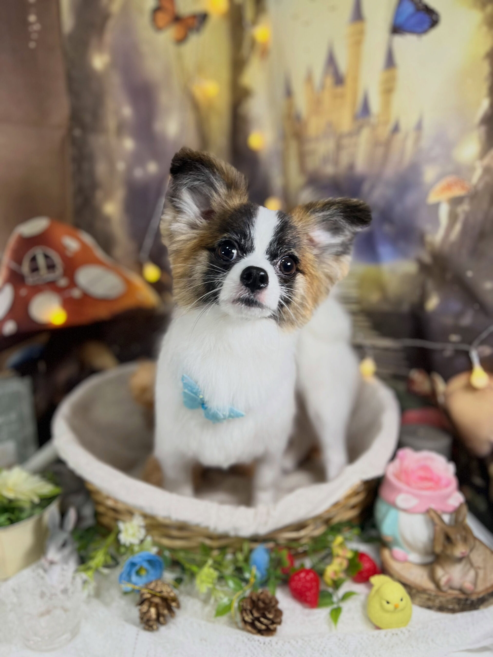 来店いただいた、パピヨンの小太郎くんです🐶✨
