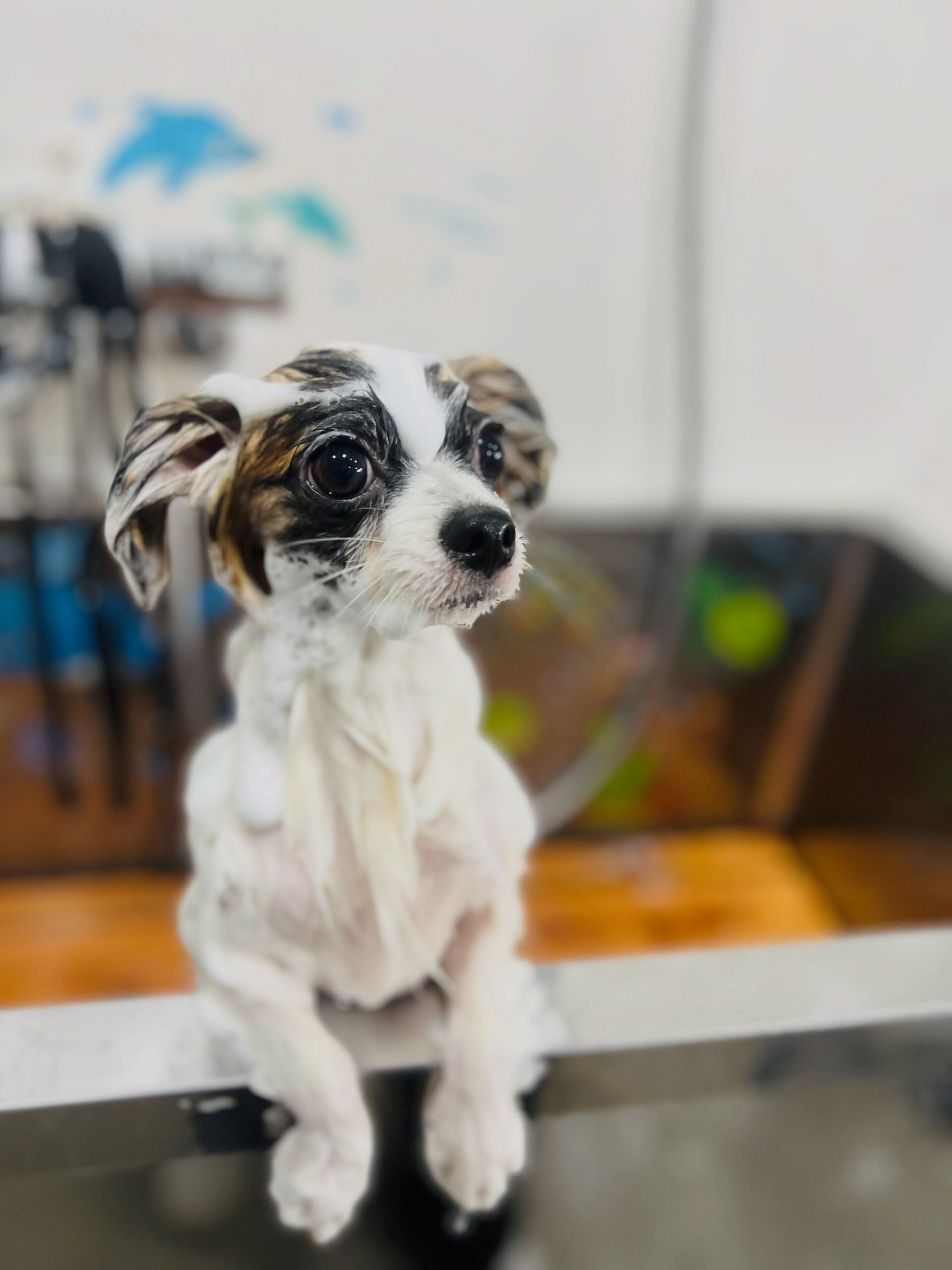 来店いただいた、パピヨンの小太郎くんです🐶✨