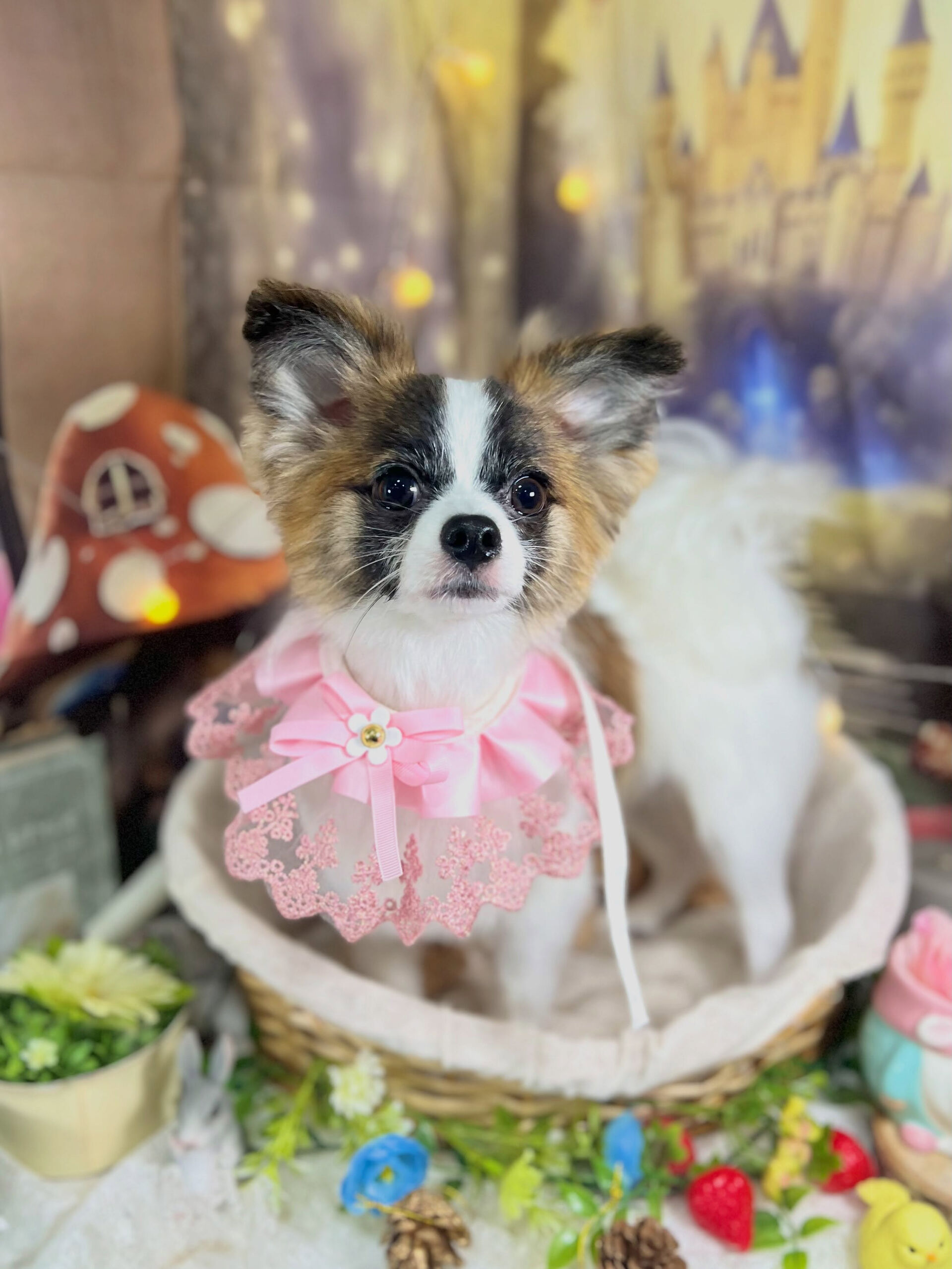 来店いただいた、パピヨンの小太郎くんです🐶✨