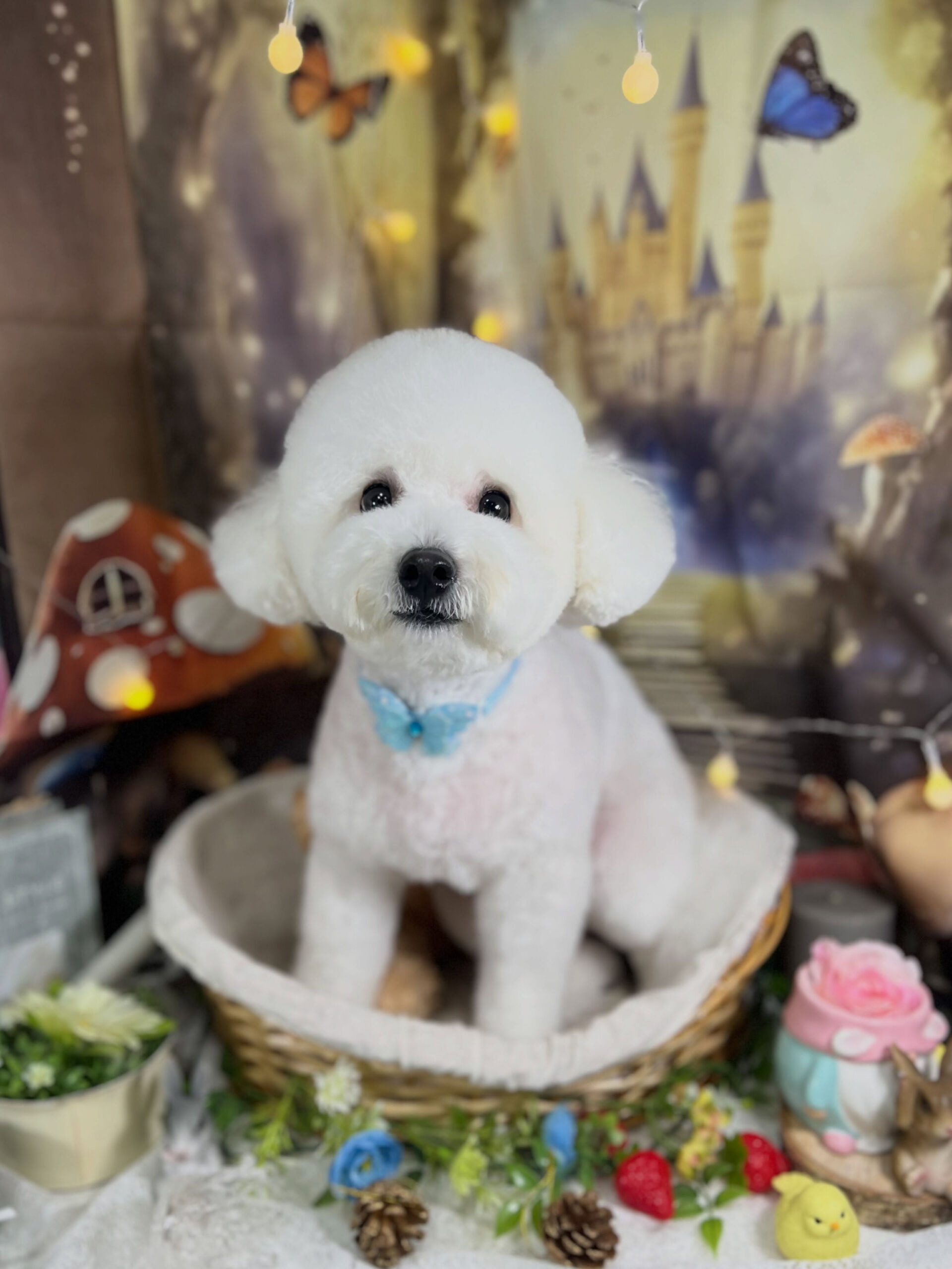 来店いただいた、ビションのブランくんです🐶✨