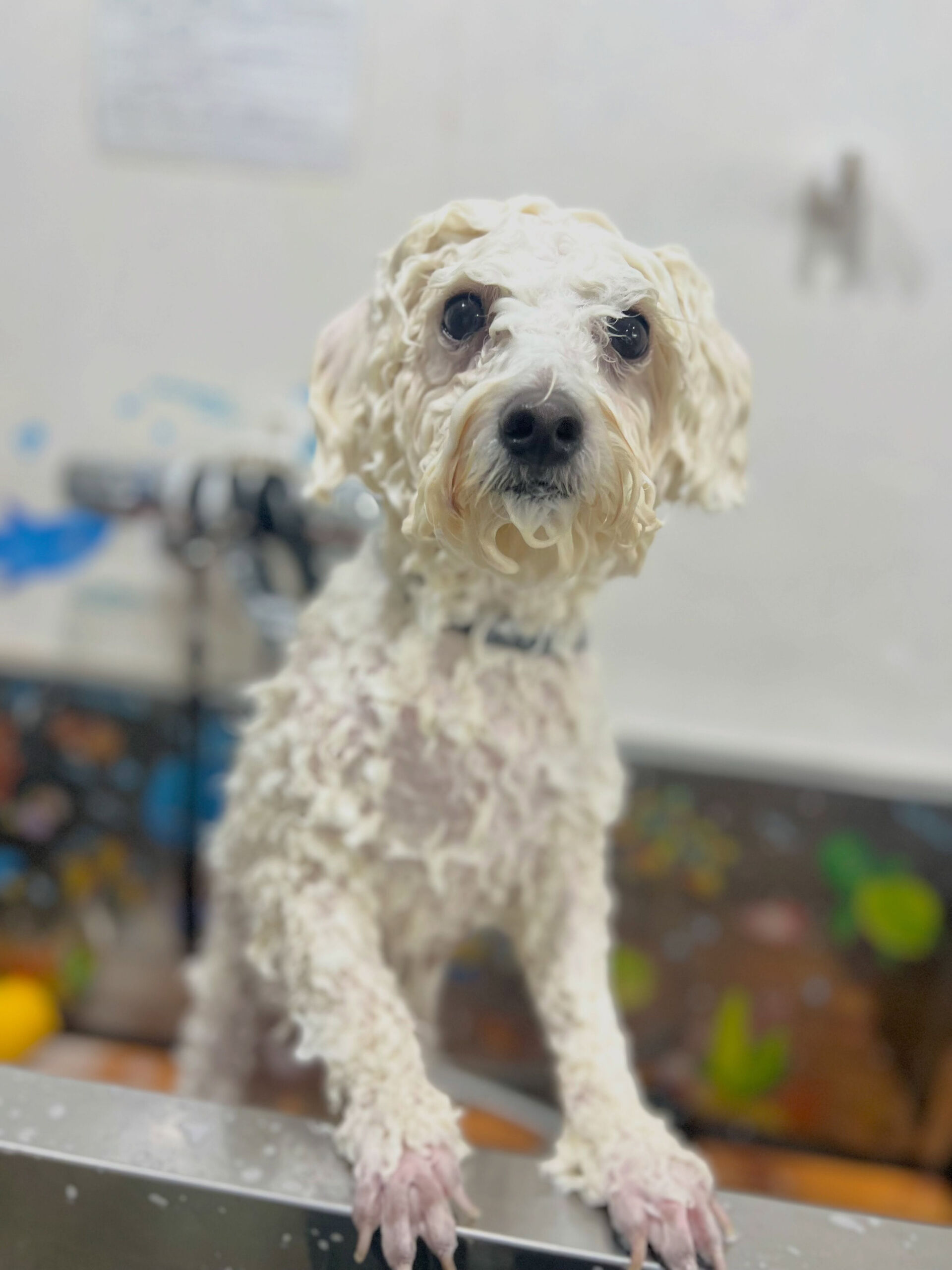 来店いただいた、ビションのブランくんです🐶✨
