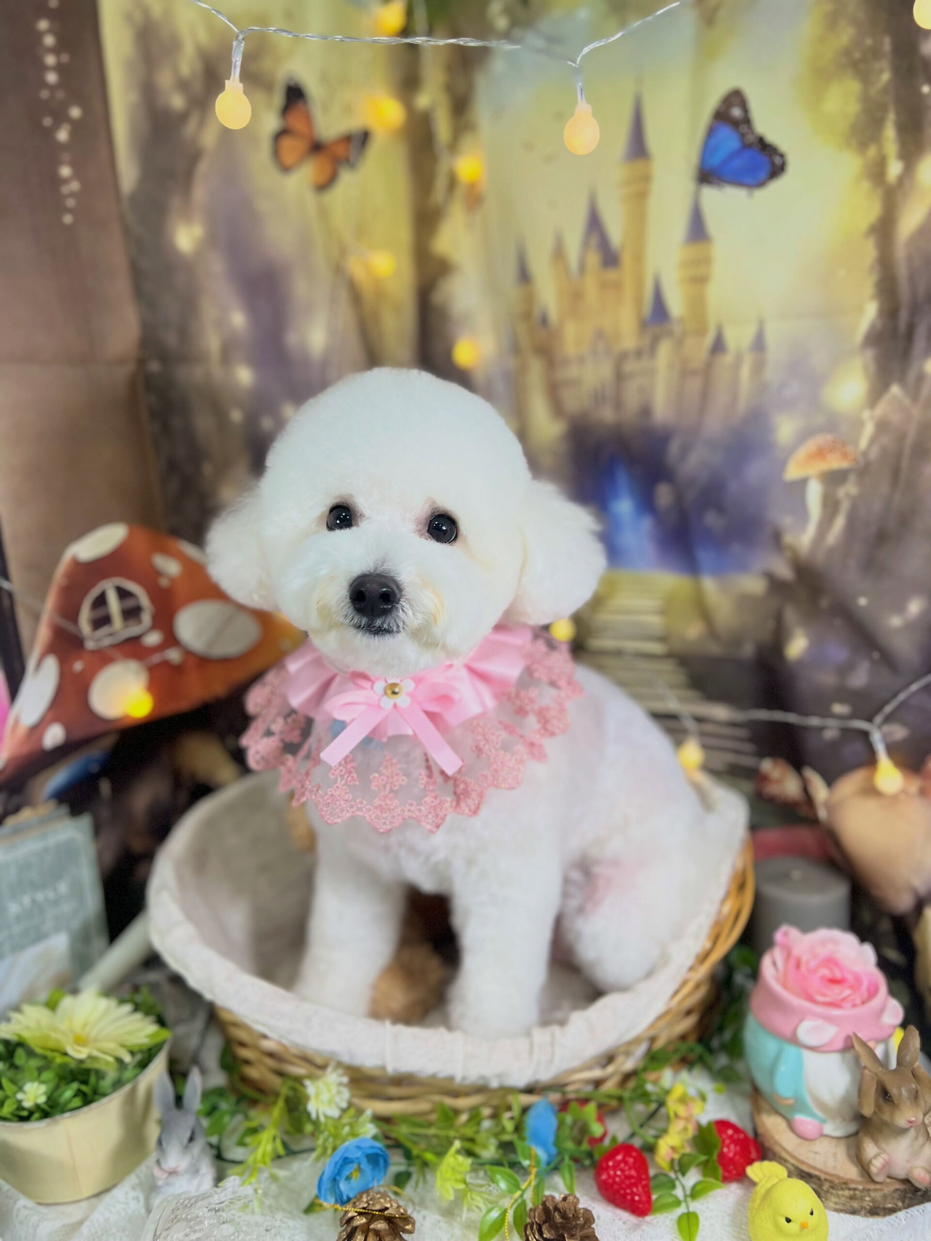 来店いただいた、ビションのブランくんです🐶✨