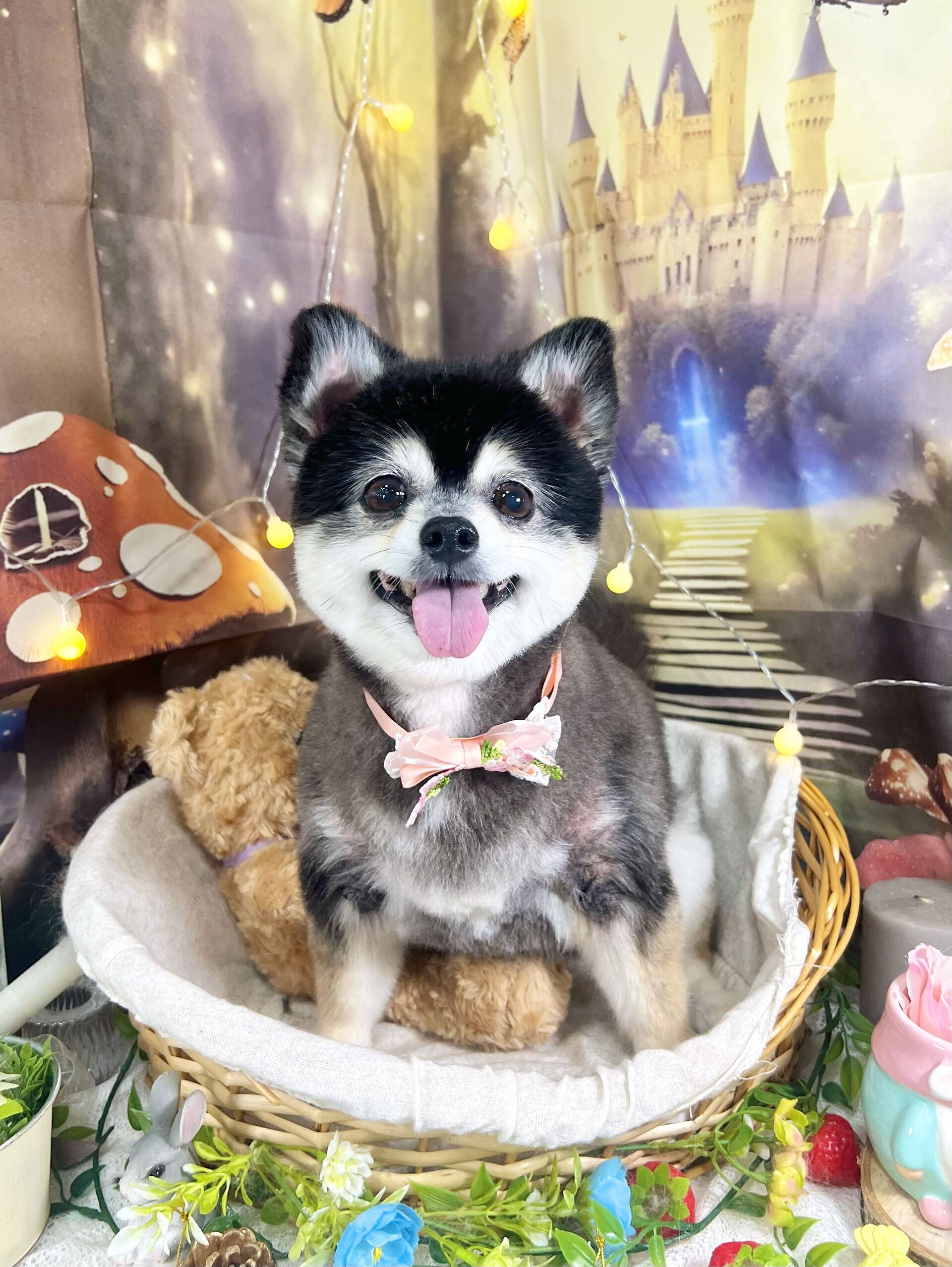 来店いただいた、ポメチワのMOMOちゃんです🐶✨