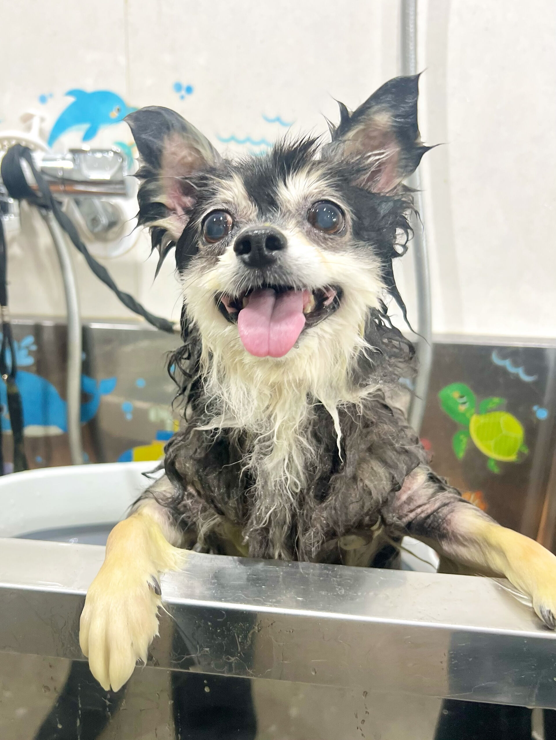 来店いただいた、ポメチワのMOMOちゃんです🐶✨