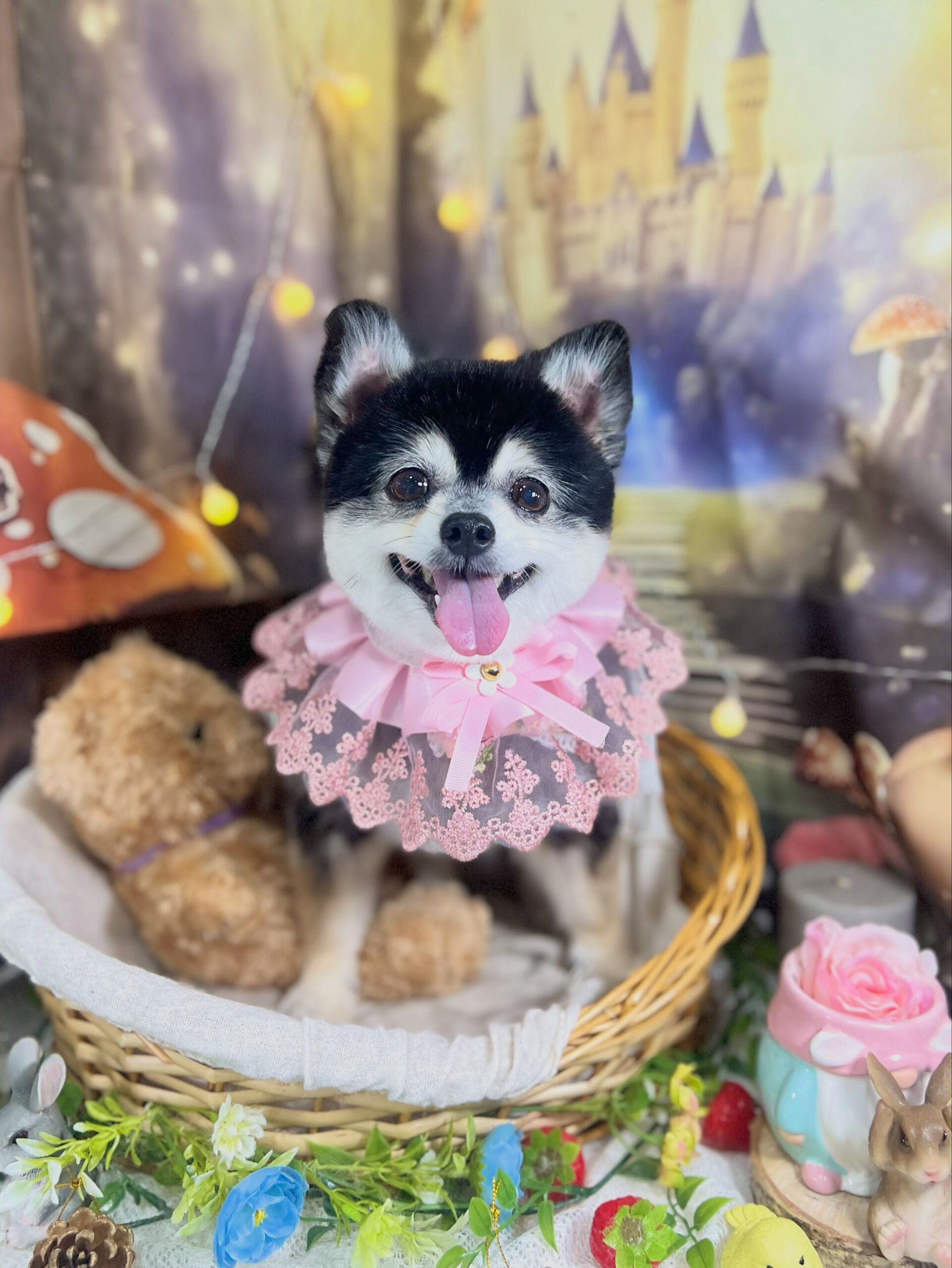 来店いただいた、ポメチワのMOMOちゃんです🐶✨