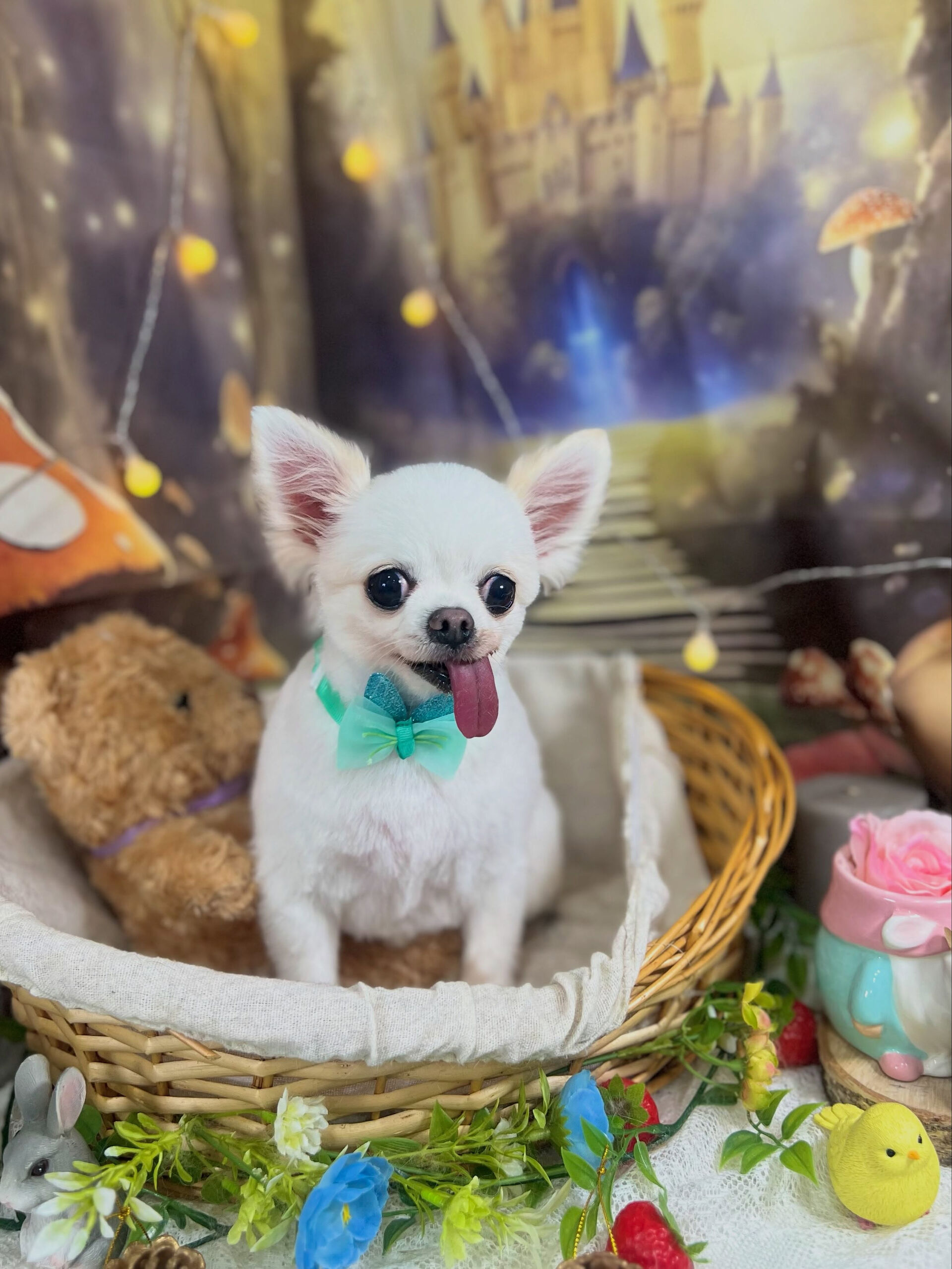 来店いただいた、チワワのういちゃんです🐶✨
