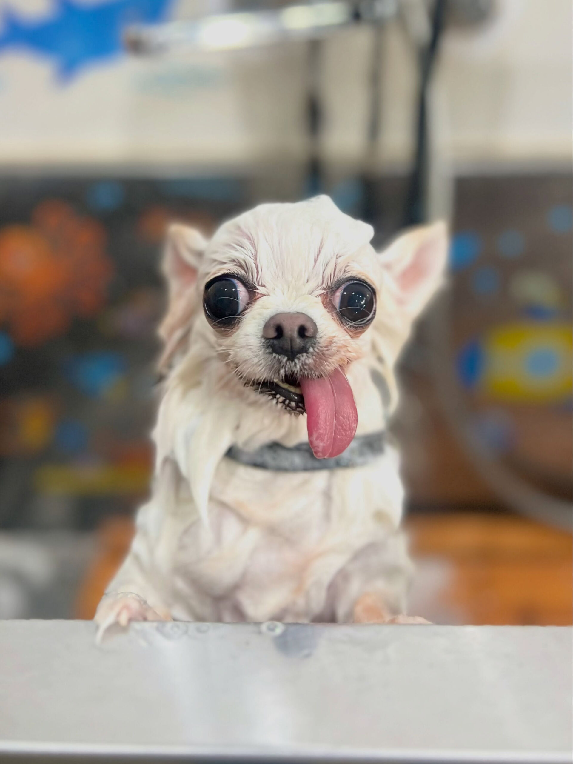 来店いただいた、チワワのういちゃんです🐶✨