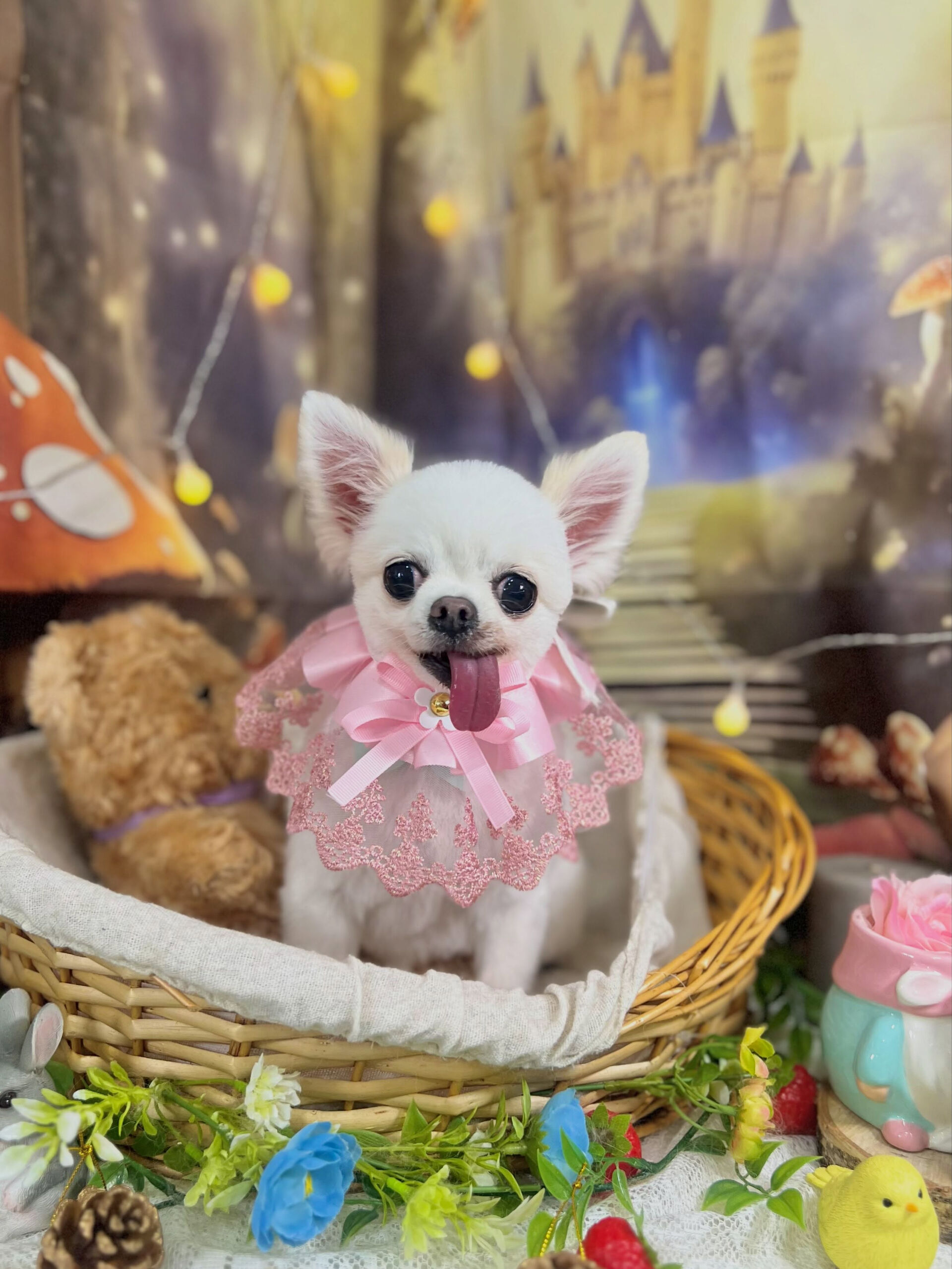 来店いただいた、チワワのういちゃんです🐶✨