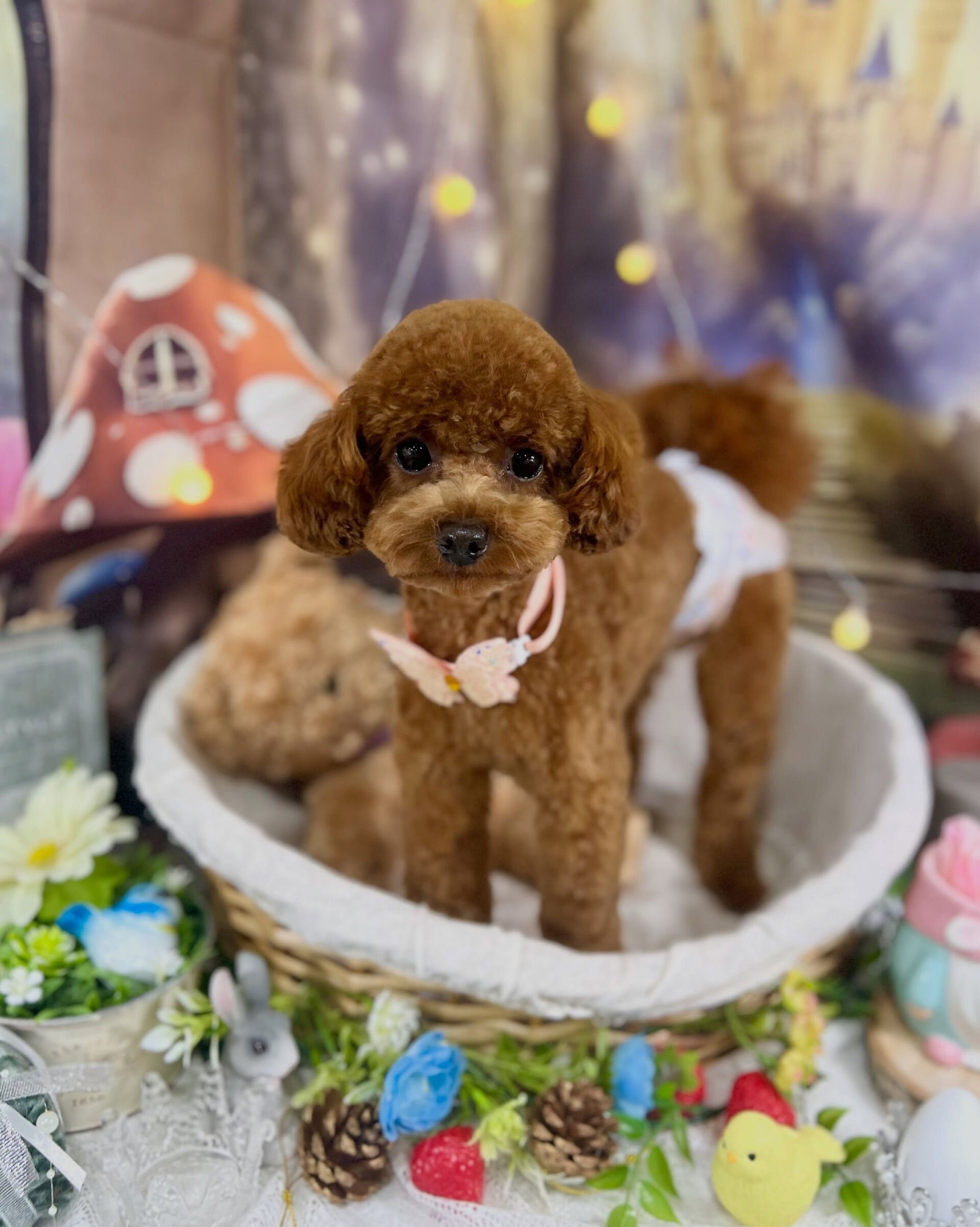 来店いただいた、トイプードルの莉楽ちゃんです🐶✨