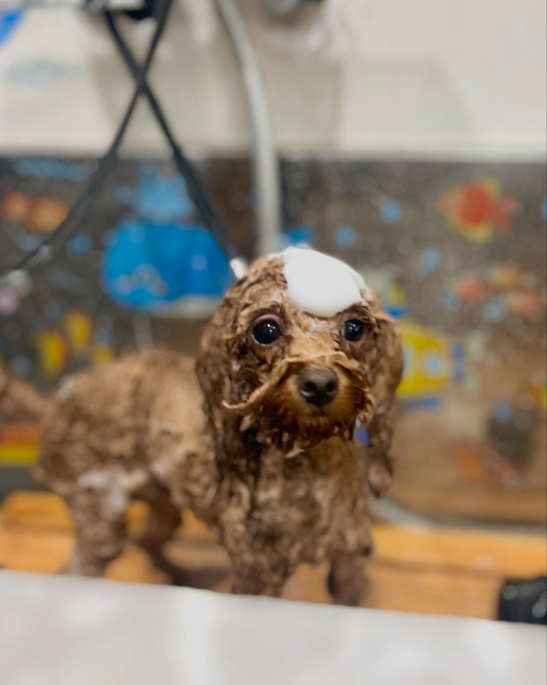 来店いただいた、トイプードルの莉楽ちゃんです🐶✨