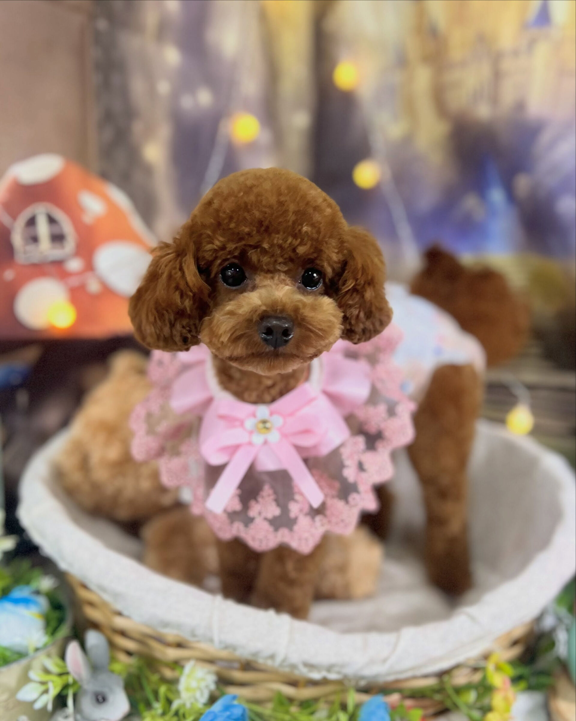 来店いただいた、トイプードルの莉楽ちゃんです🐶✨