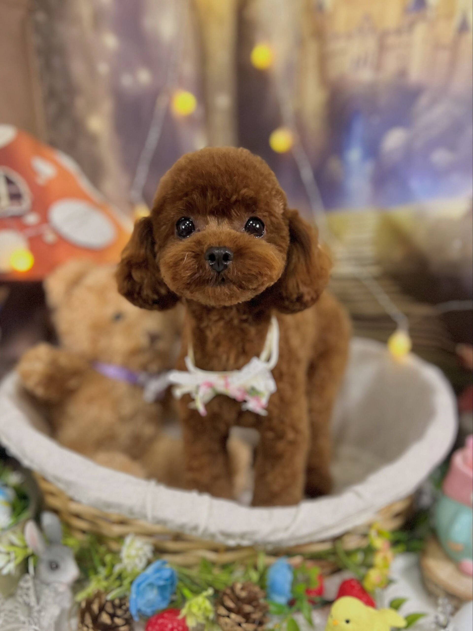来店いただいた、トイプードルの七夕ちゃんです🐶✨