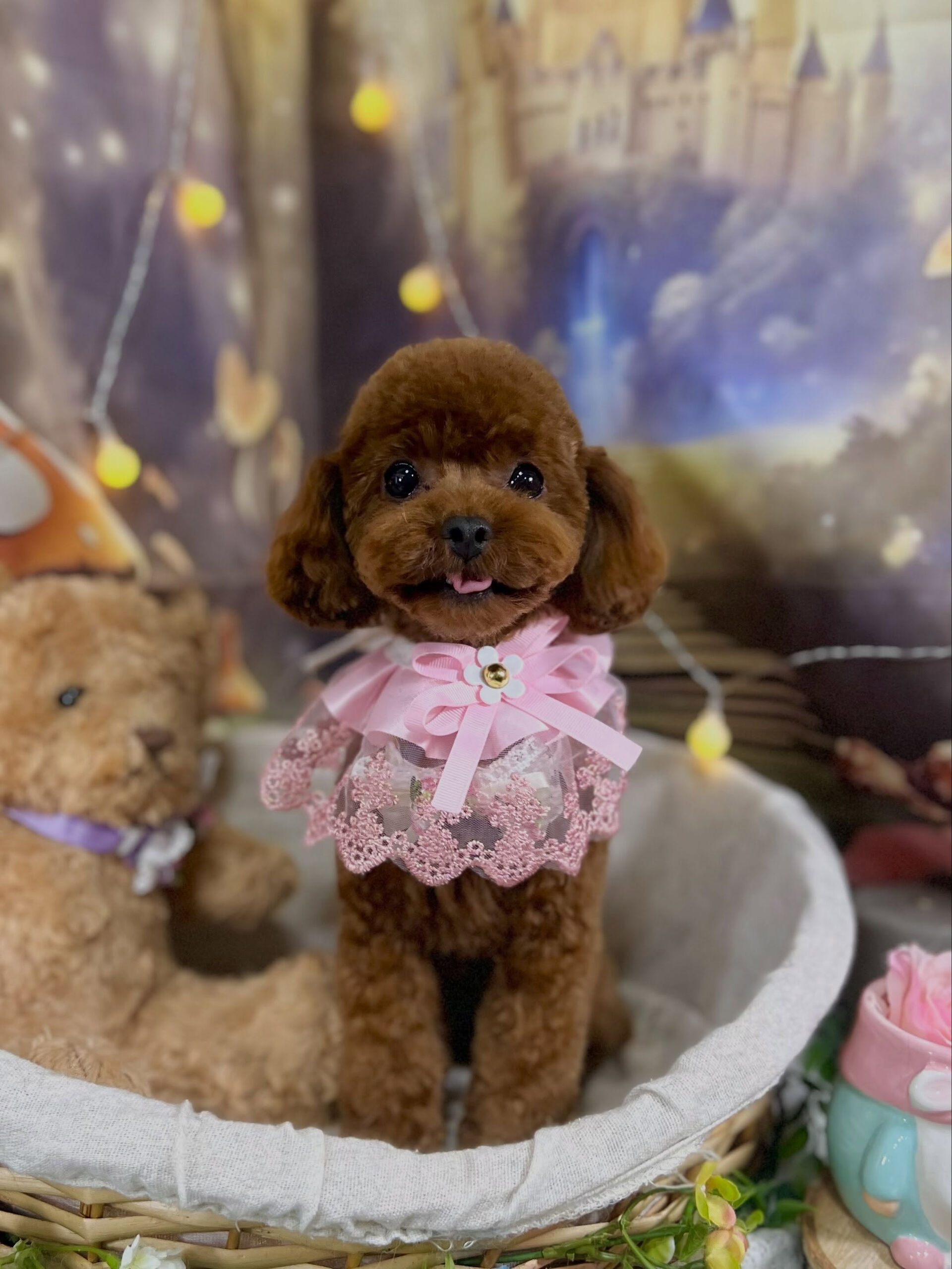来店いただいた、トイプードルの七夕ちゃんです🐶✨