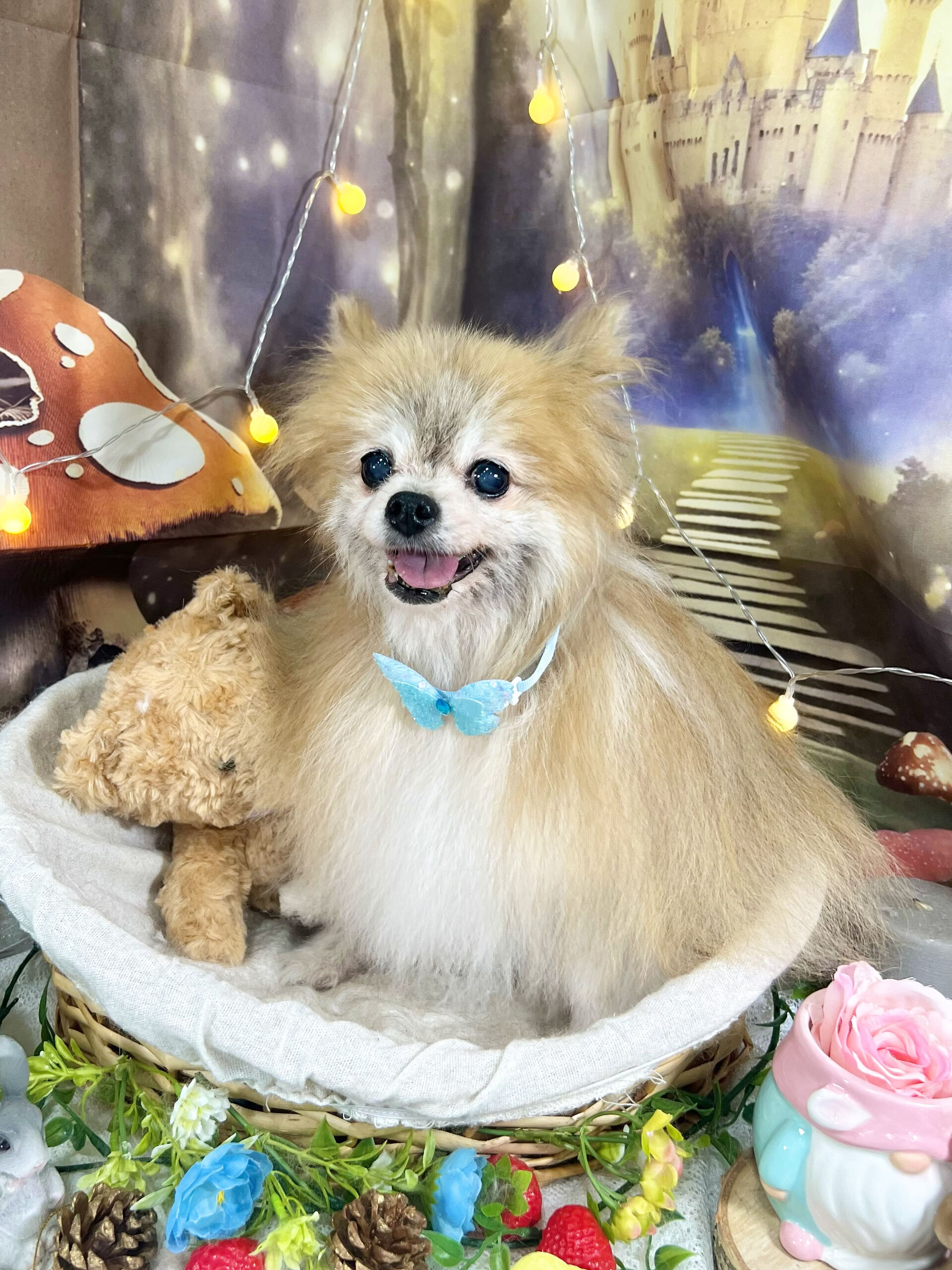 来店いただいた、ポメラニアンのモコちゃんです🐶✨