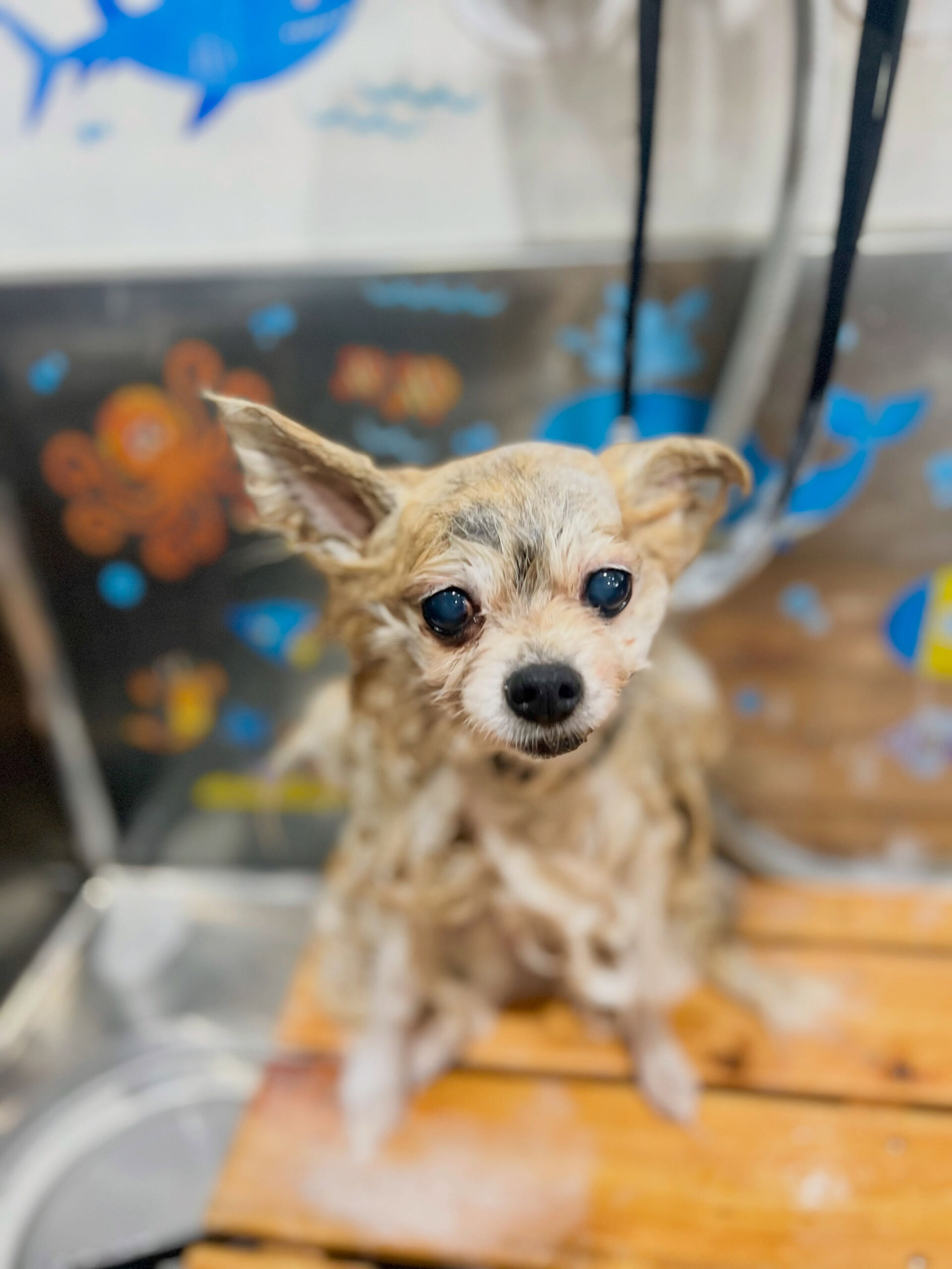来店いただいた、ポメラニアンのモコちゃんです🐶✨