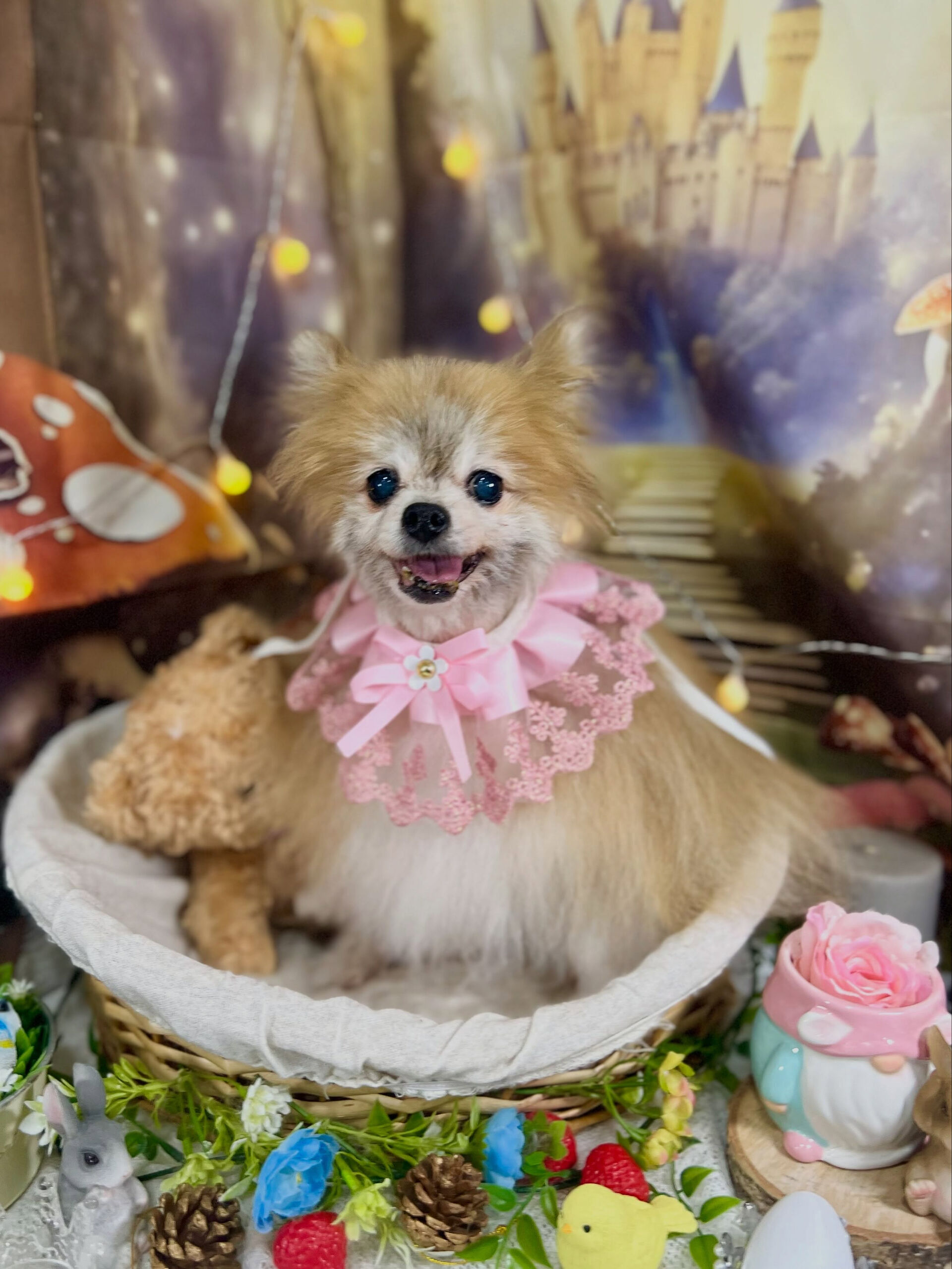 来店いただいた、ポメラニアンのモコちゃんです🐶✨