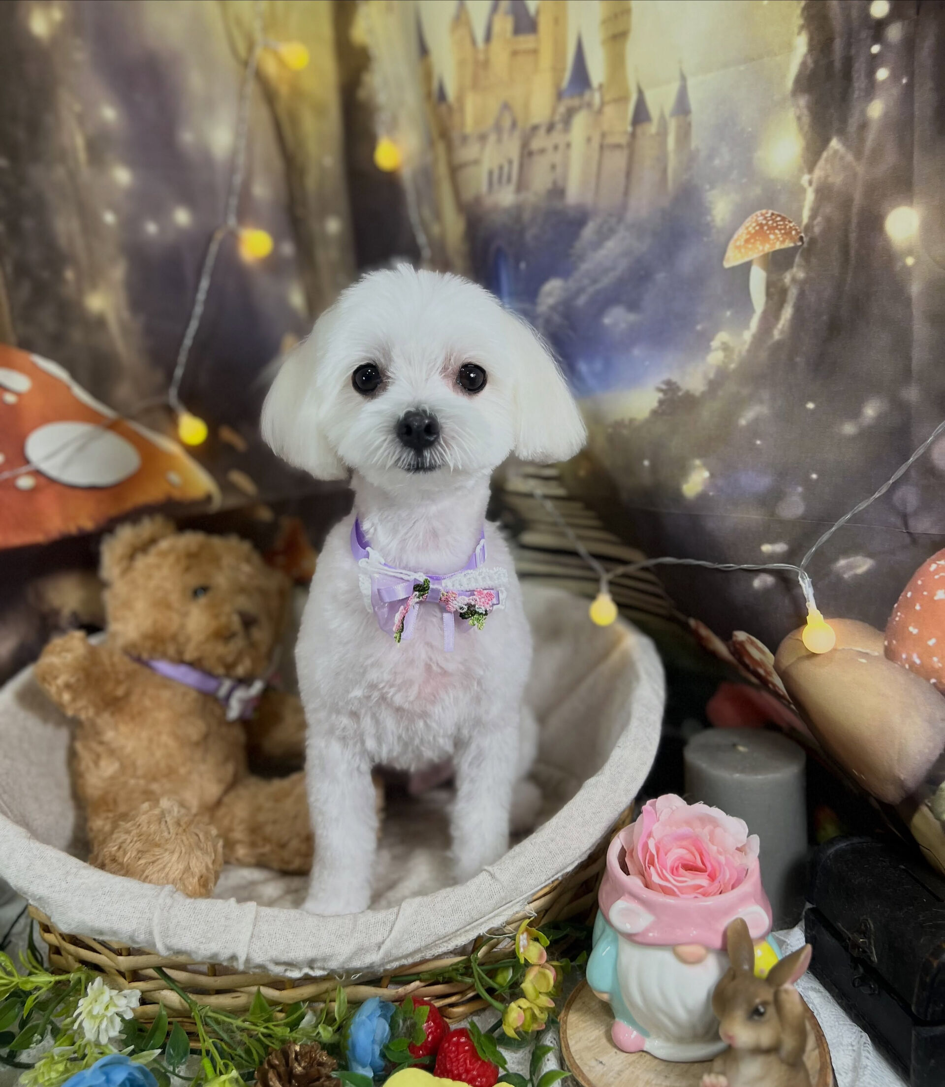 来店いただいた、マルチーズのプリンくんです🐶✨