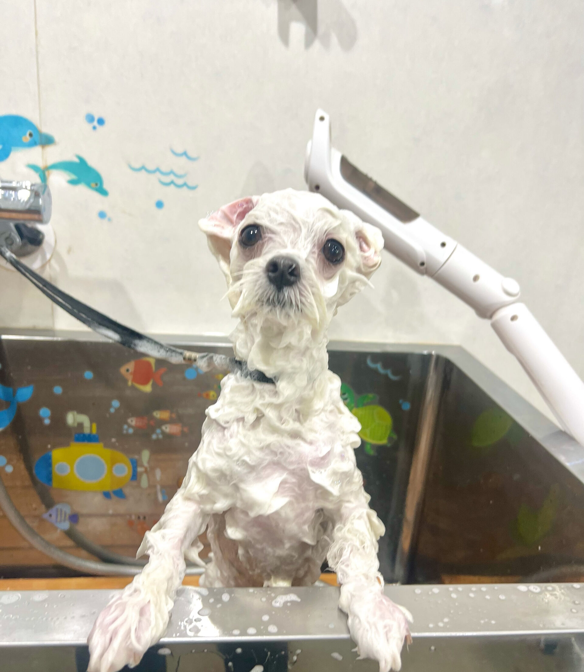 来店いただいた、マルチーズのプリンくんです🐶✨