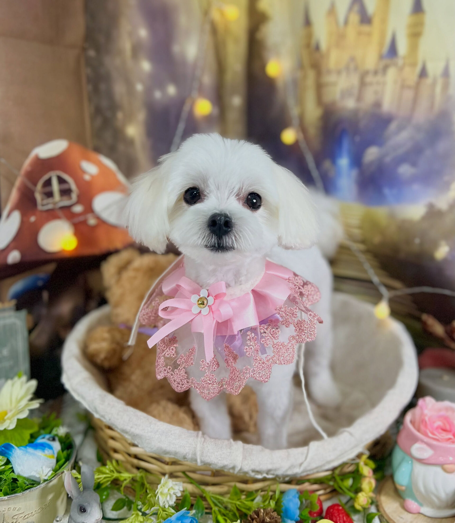 来店いただいた、マルチーズのプリンくんです🐶✨