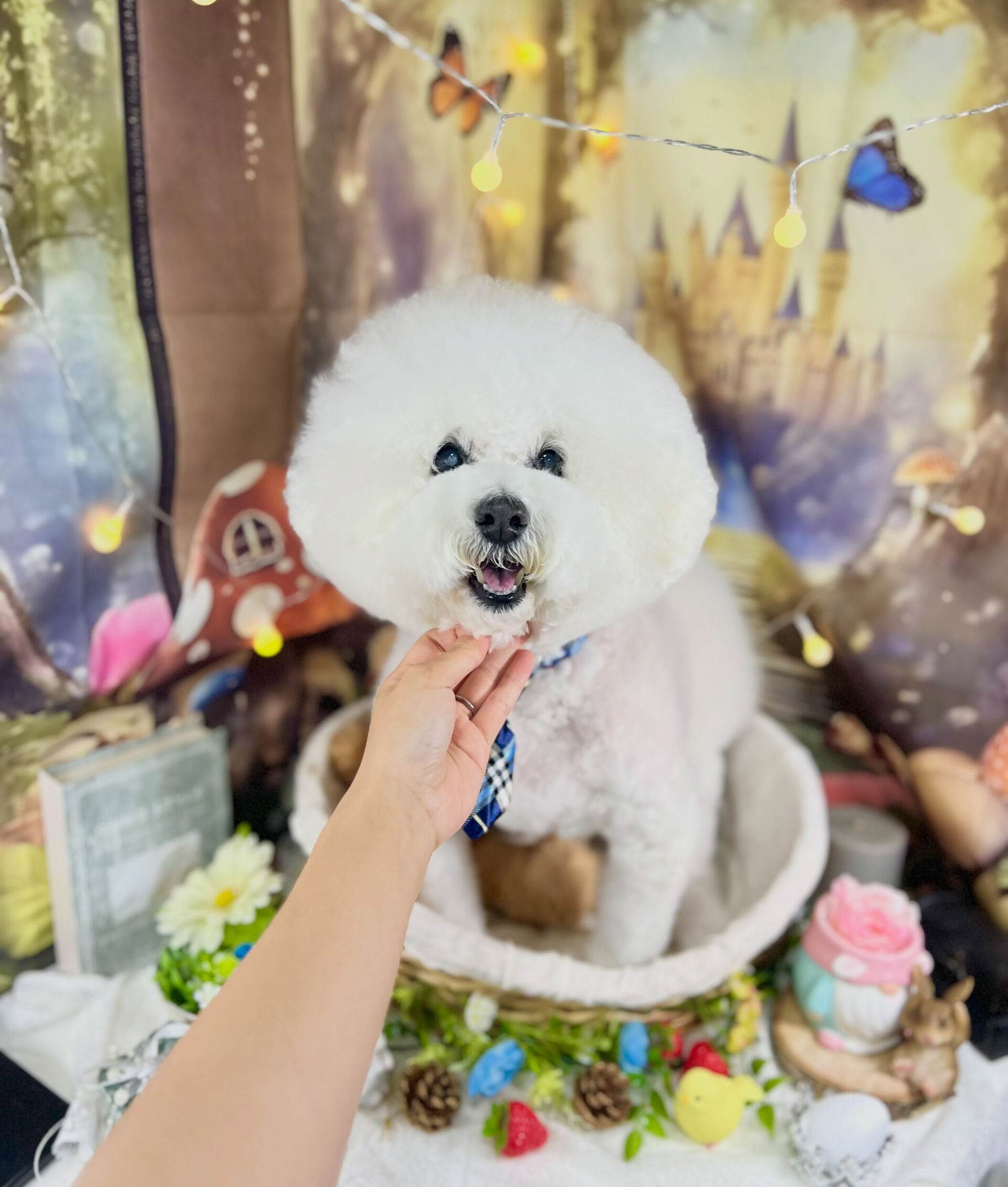 来店いただいた、ビションプーのスキップくんです🐶✨