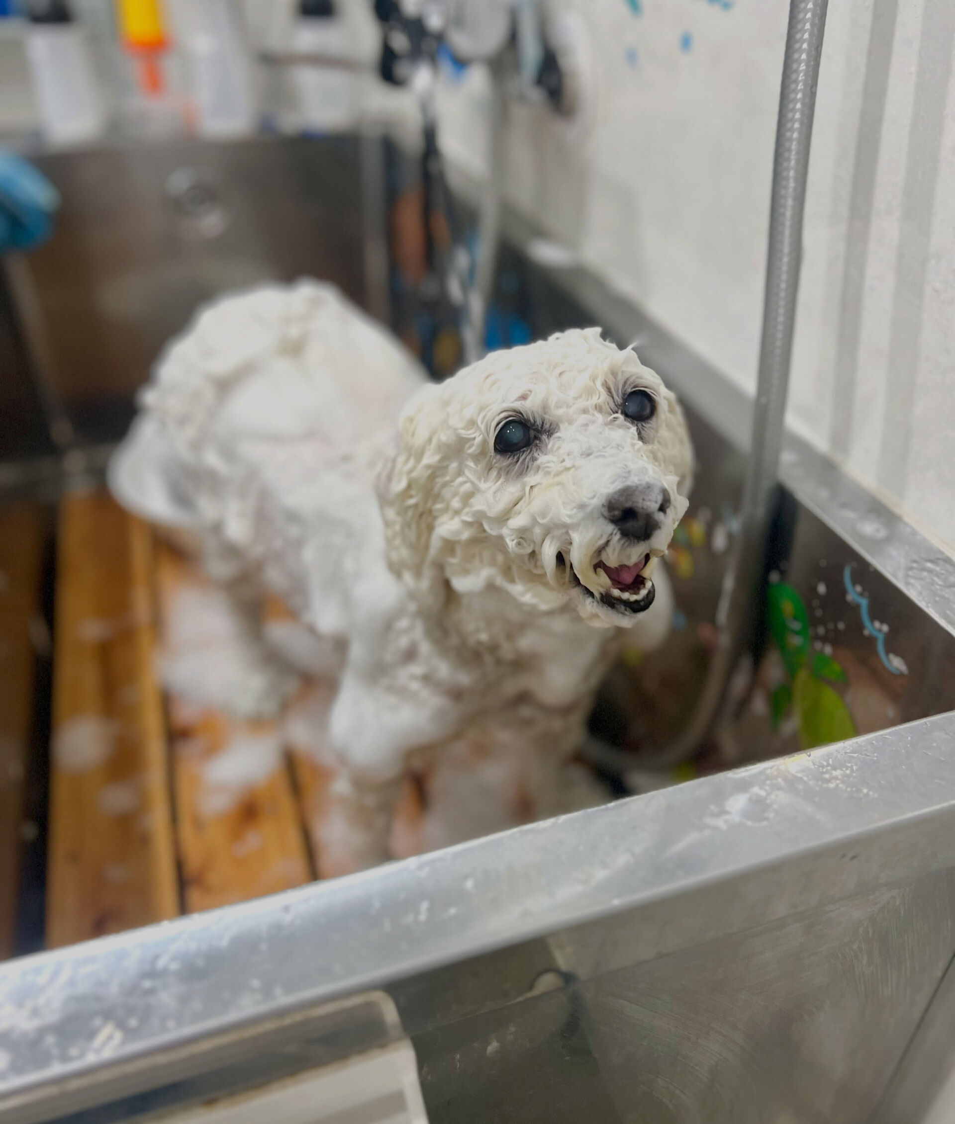 来店いただいた、ビションプーのスキップくんです🐶✨