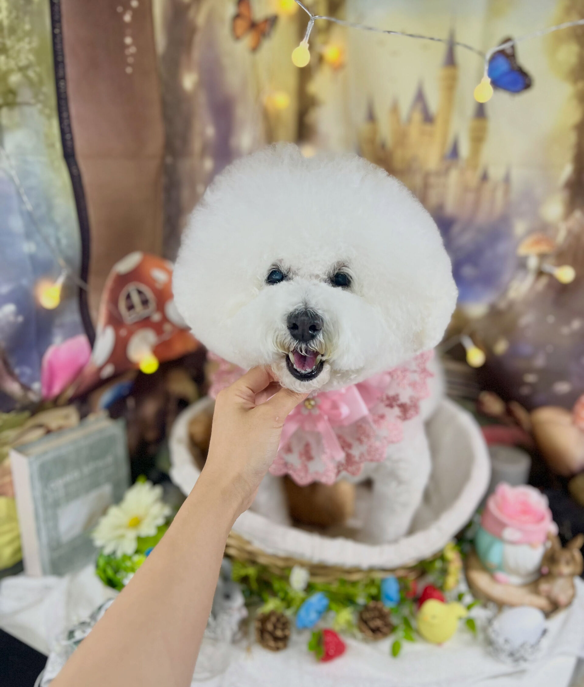 来店いただいた、ビションプーのスキップくんです🐶✨
