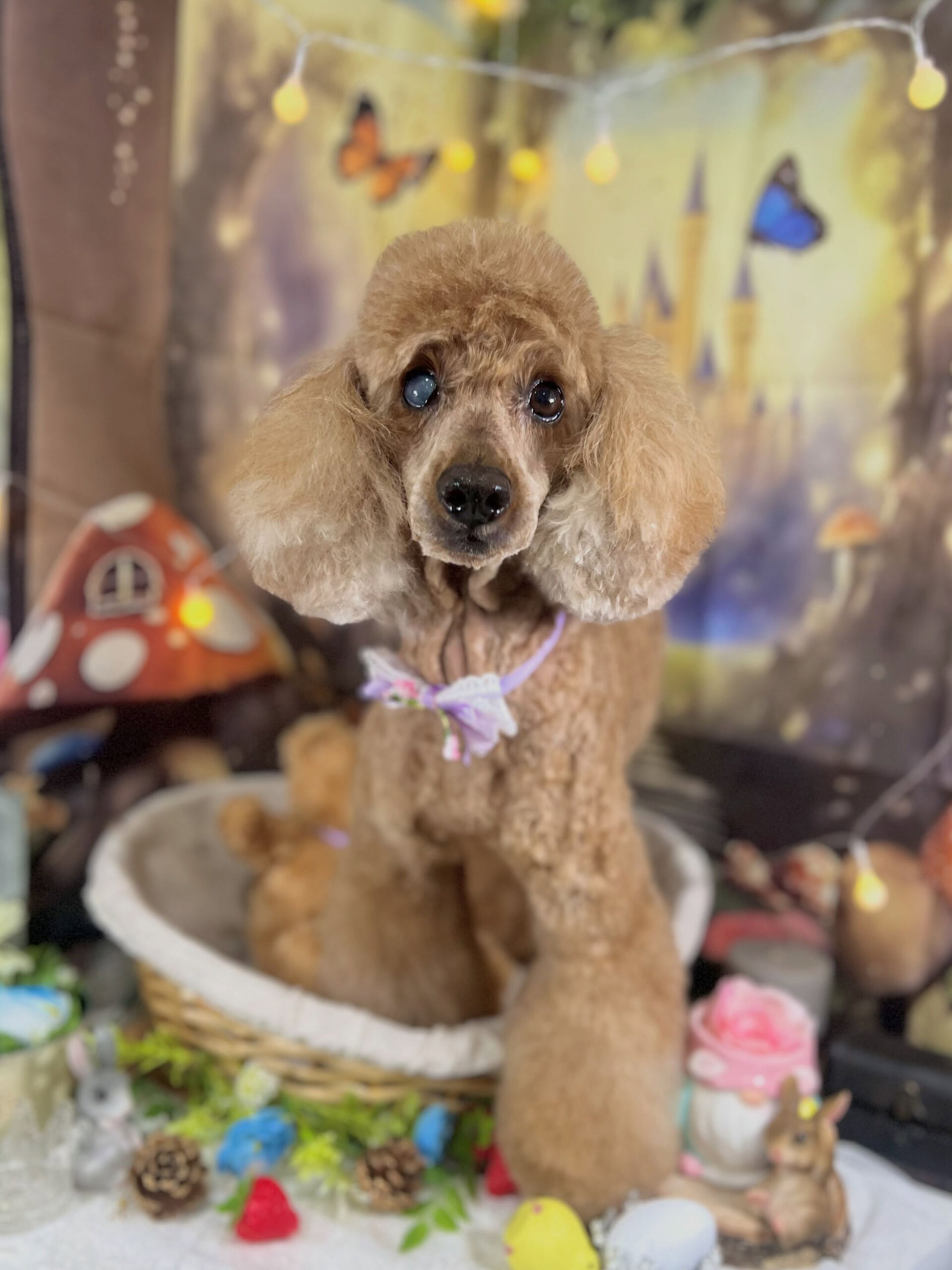 来店いただいた、トイプードルのルナちゃんです🐶✨